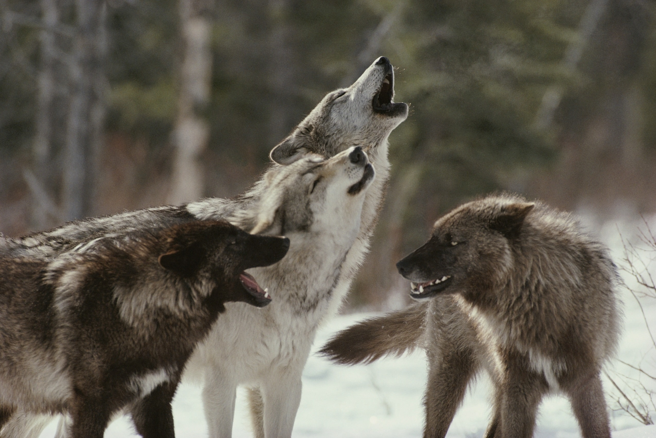 pack, wolves, howl, 1080P, HD Wallpaper