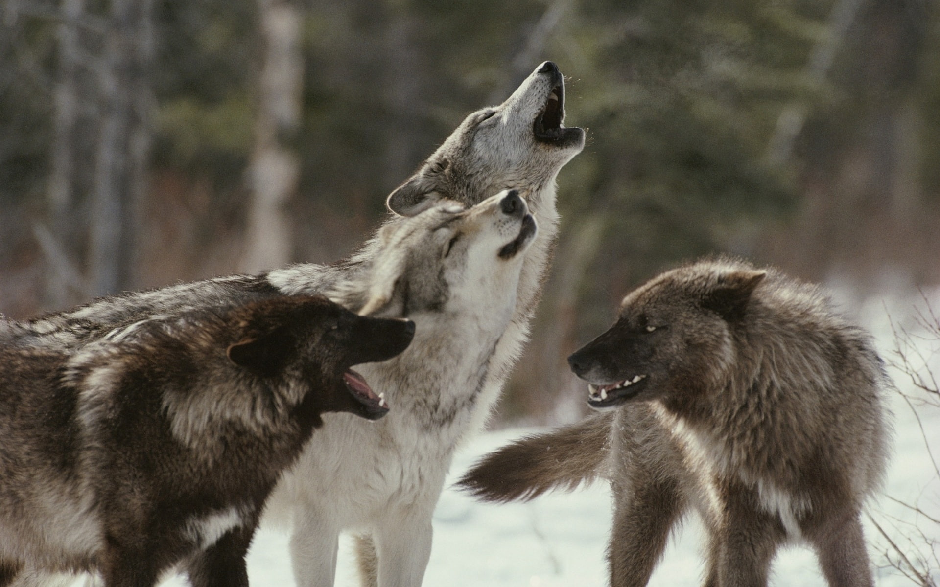 fangs, forest, emotion, fur, snow, wildlife, 1080P, Trees, winter, wolves, animals, Howl, muzzle, predator, wolf, mood, HD Wallpaper