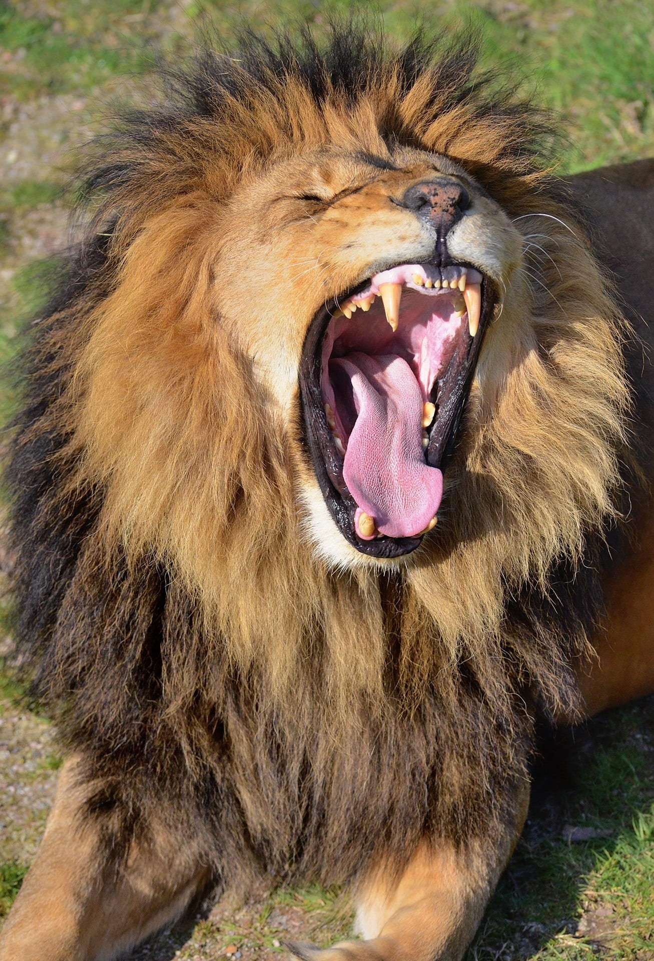lion - feline, howling, wild animal, one animal, animal body part, mouth open, animal themes, no people, snarling, undomesticated cat, cat, outdoors, warning sign, Phone HD Wallpaper