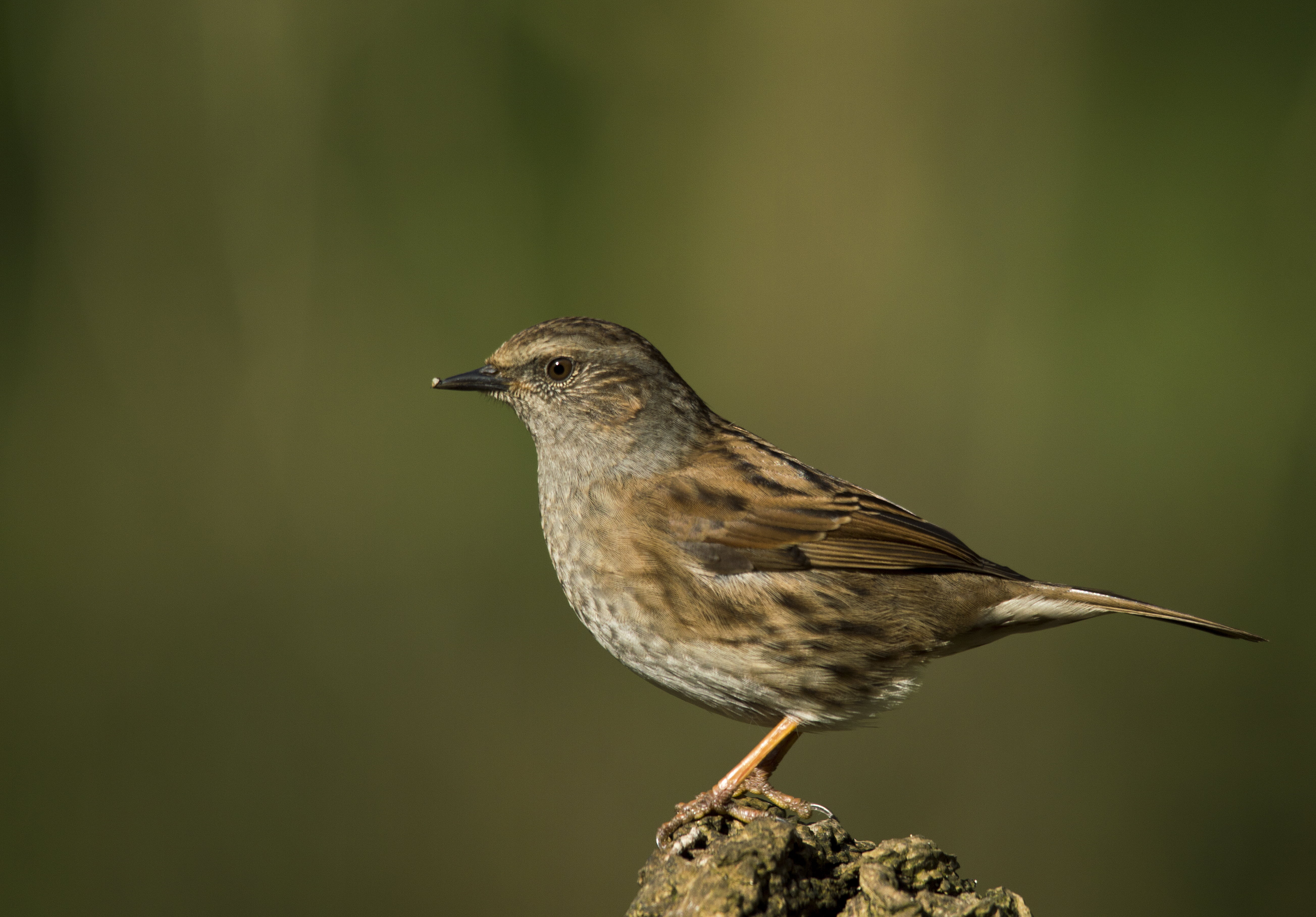 beak, Log, bird Watching, sparrow, GARDEN, Wildlife, Chipping Sparrow, chipping, Dunnock, animal, REVIVAL, nature, feather, BIRD, 5K, HD Wallpaper
