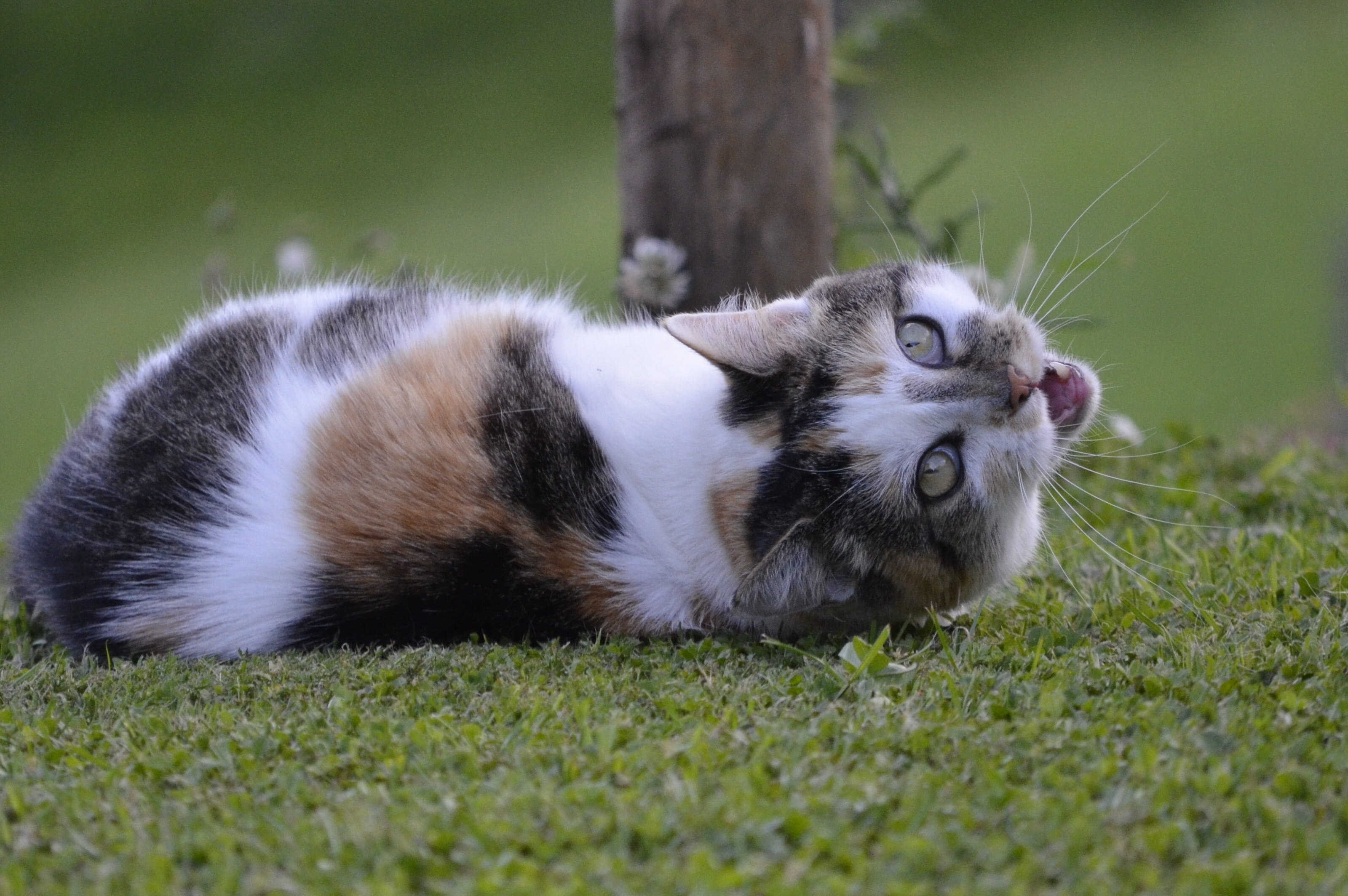 green, domestic animals, brown, feline, Domestic Cat, 2K, one animal, no people, pets, day, animal, grass, photography, mammal, white, lying, selective focus, HD Wallpaper