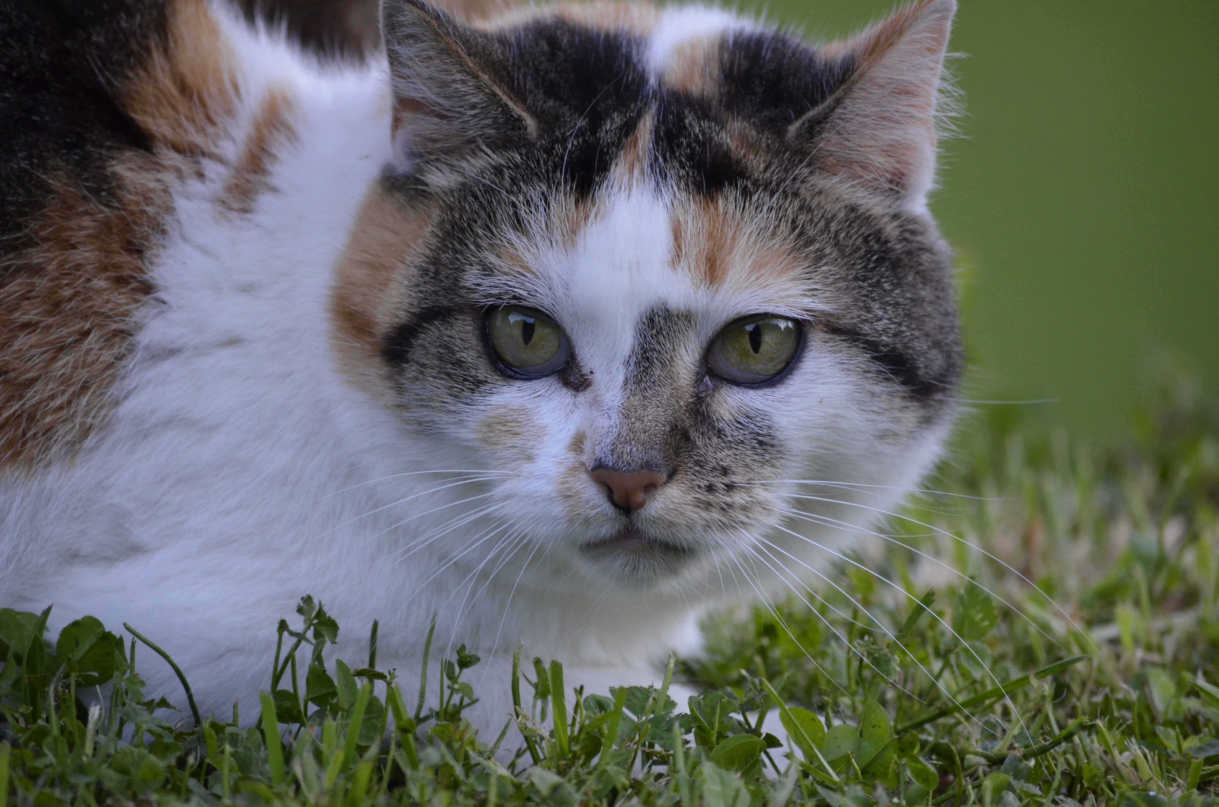 portrait, cat, animals, mammal, no people, grass, hildegard, animal, yellow eyes, domestic animals, animal head, domestic, one animal, feline, whisker, HD Wallpaper