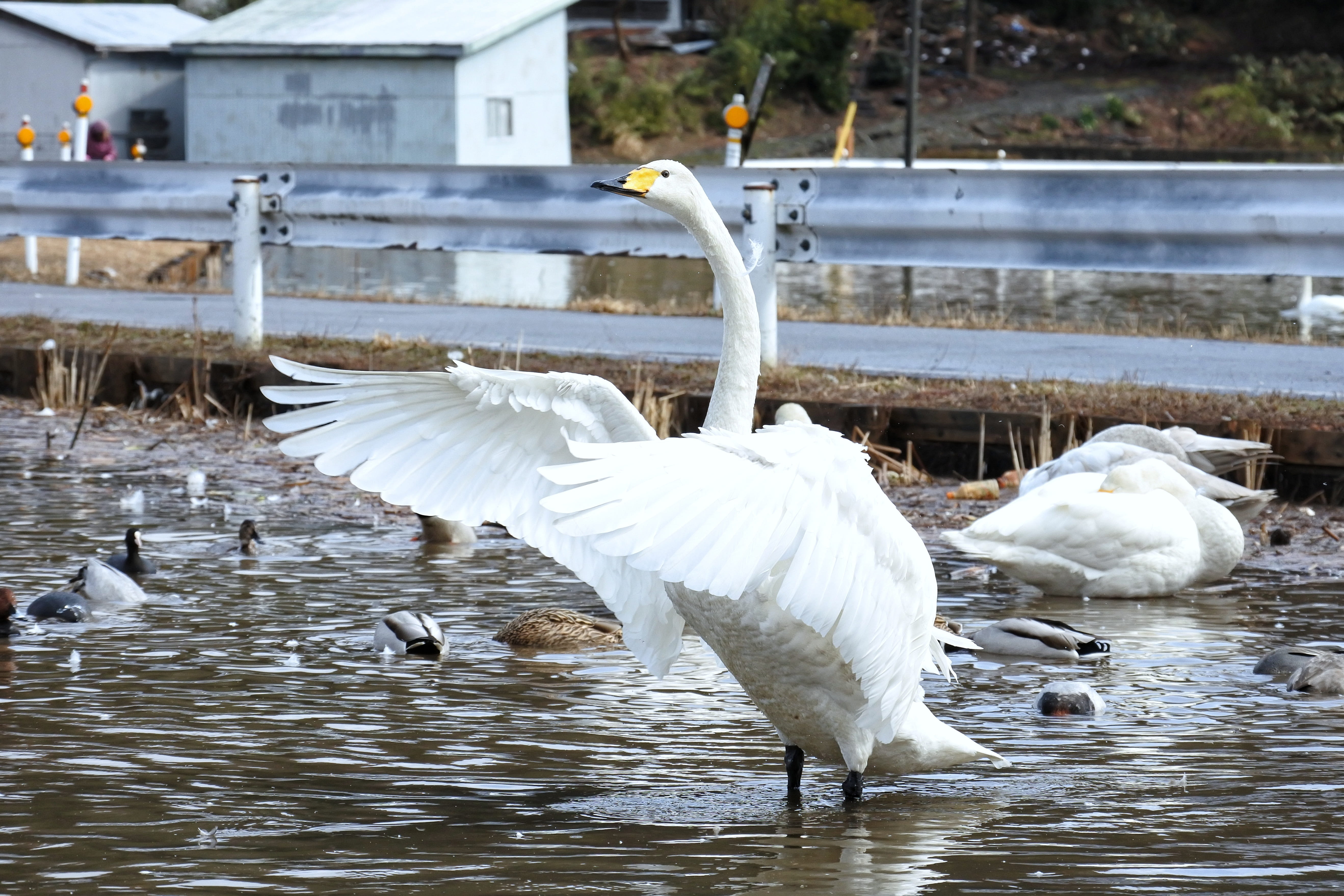lake, vertebrate, Wild Birds, nature, animal wildlife, fist of the north star, flock of birds, Animal, flying, 5K, Waterfowl, white color, wild animal, HD Wallpaper