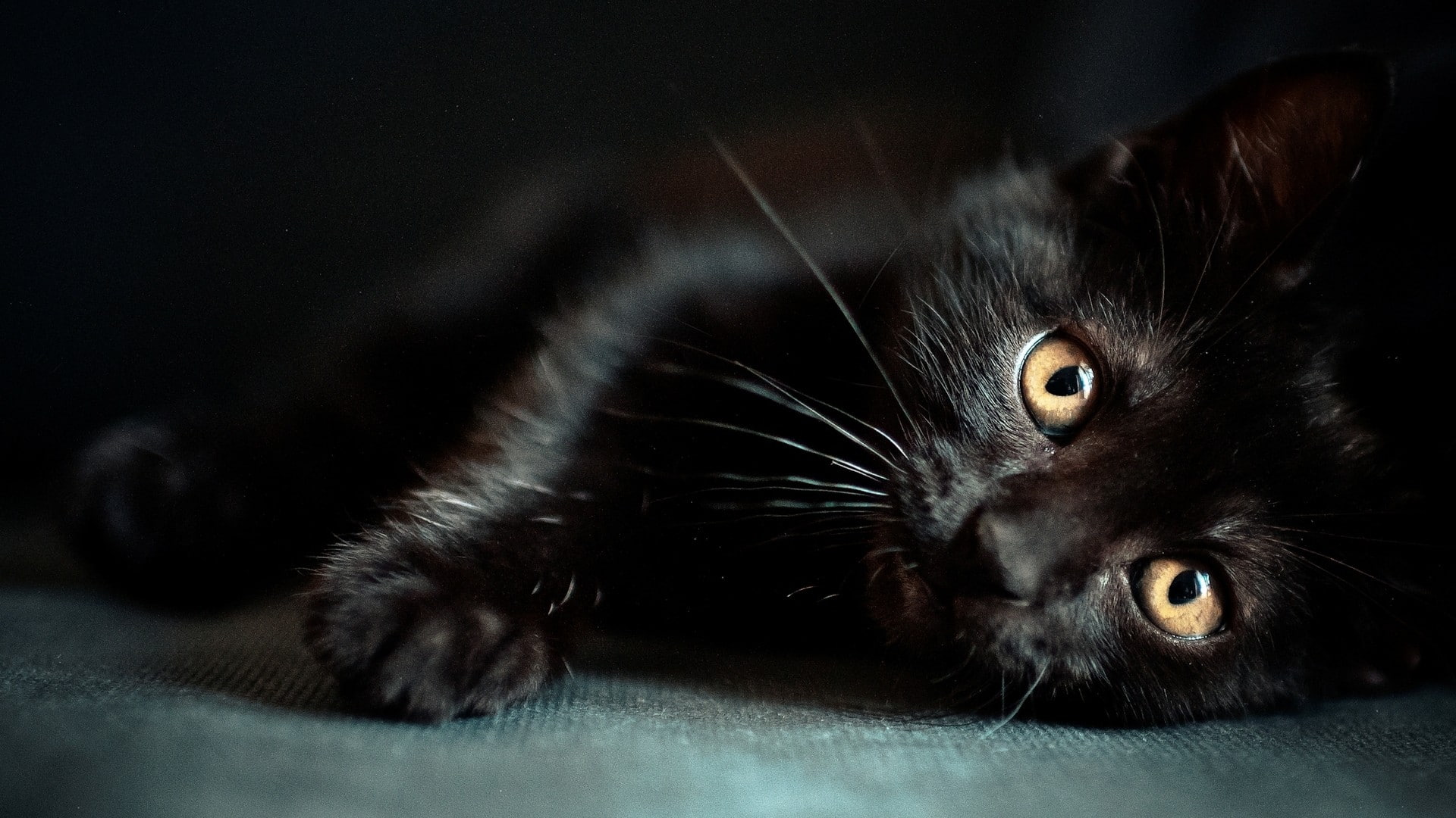 cat, black cats, animals, 1080P, HD Wallpaper