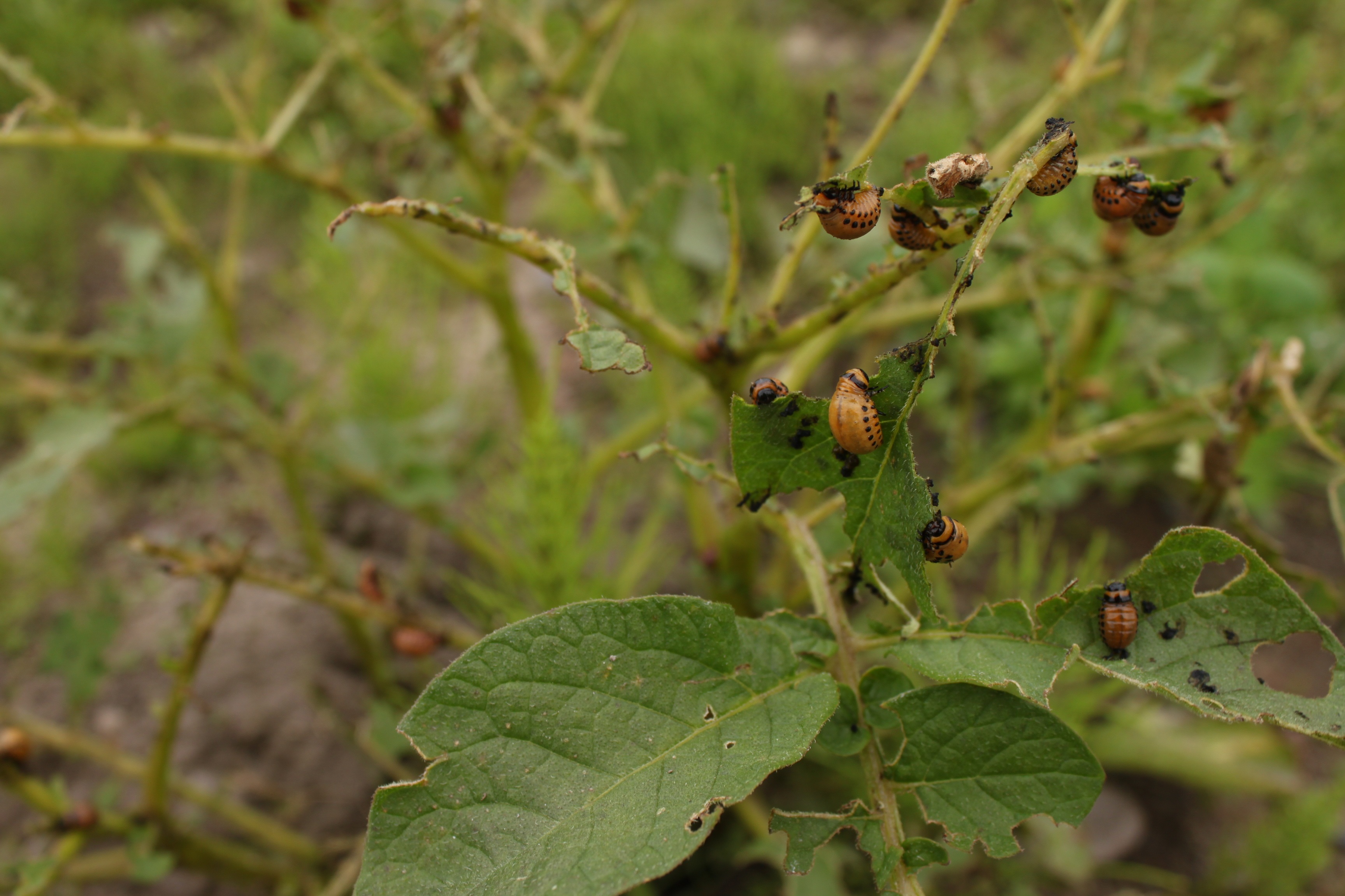 no people, beauty in nature, potato plant, destroy, nature, decimated, young colorado potato beetles, focus on foreground, garden, destroyed, infestation, HD Wallpaper