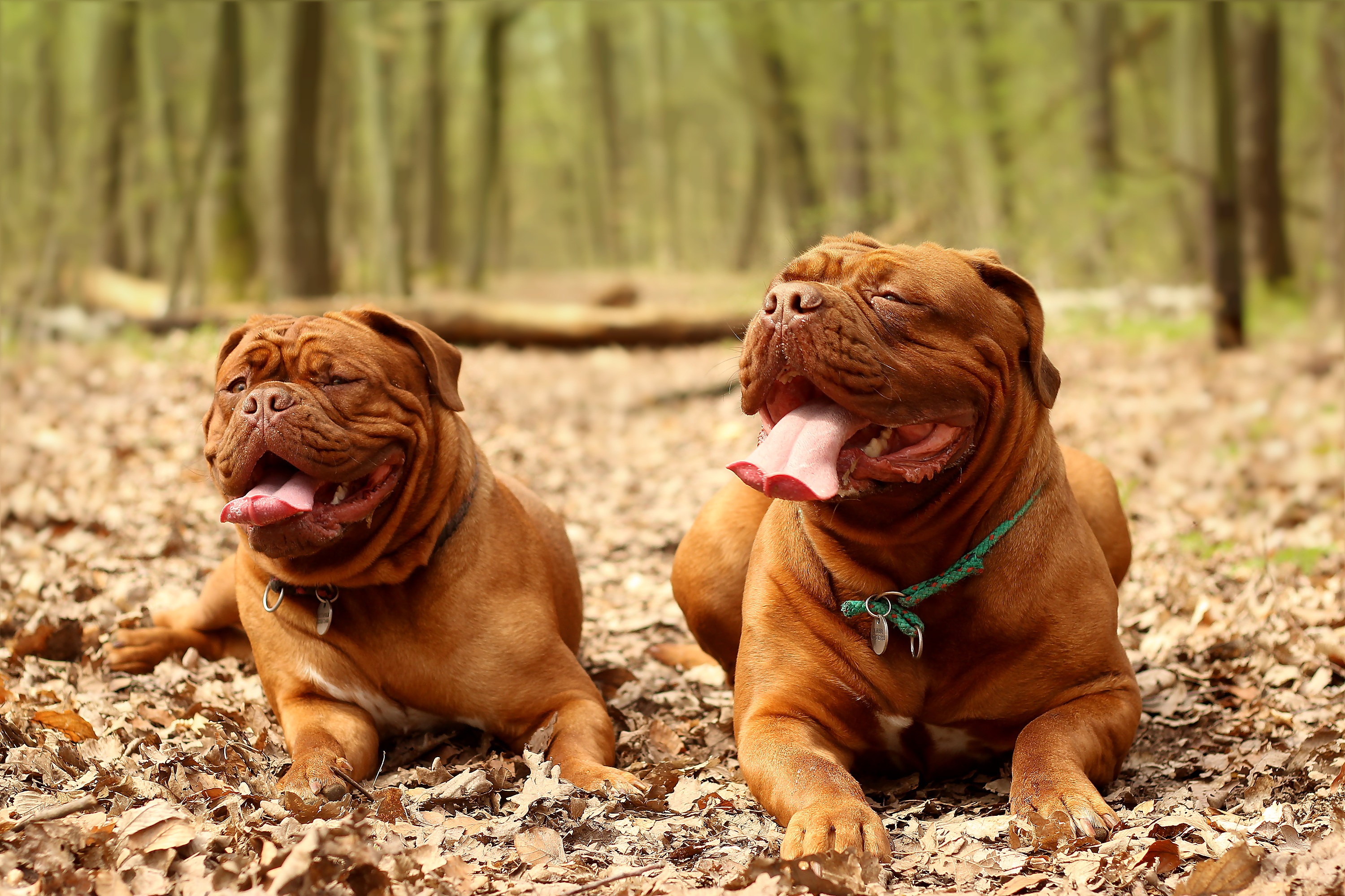 dogue de bordeaux, animal themes, one animal, facial expression, nature, no people, french mastiff, sticking out tongue, large, panting, purebred Dog, animal, HD Wallpaper