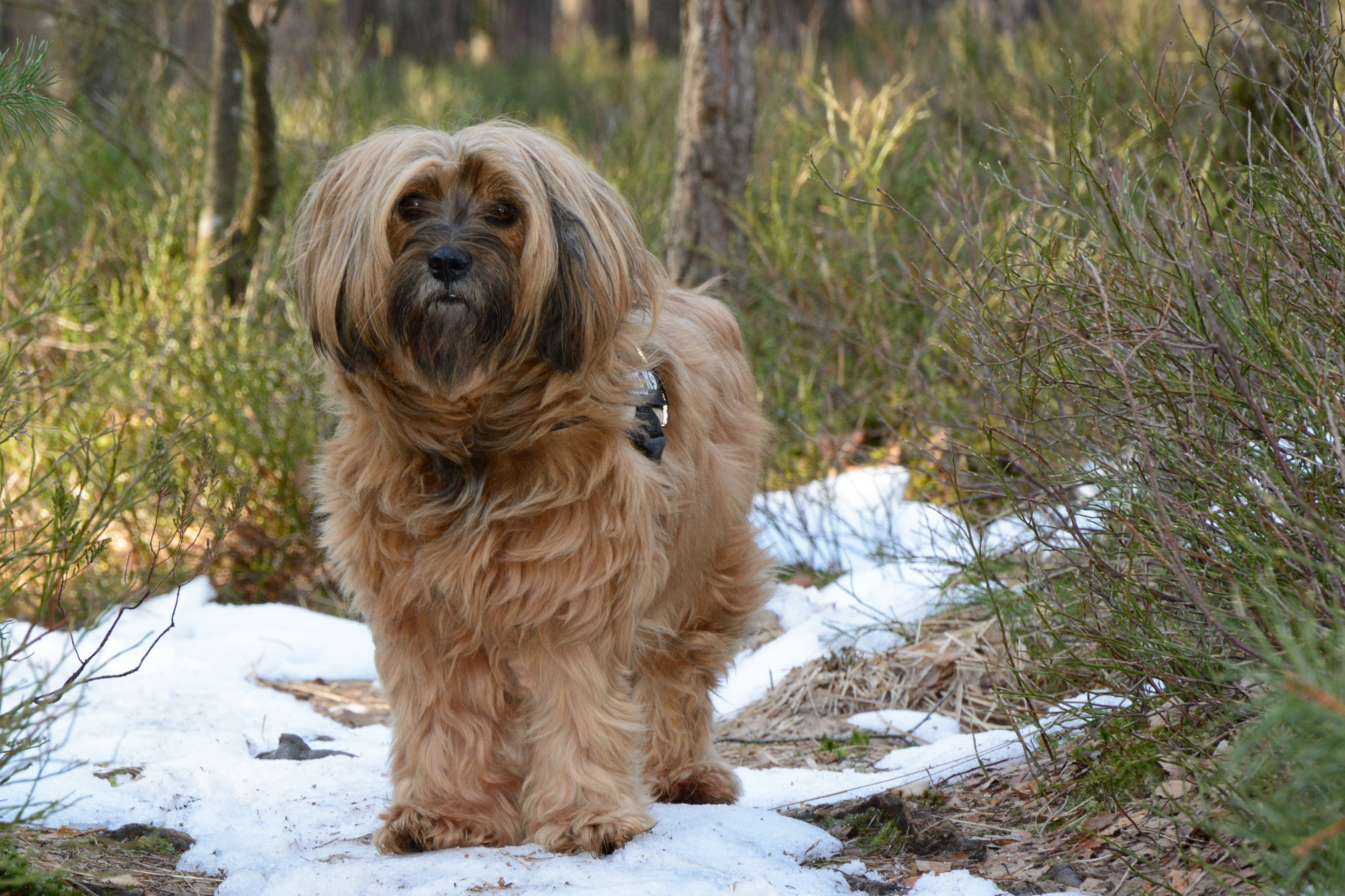 tan, outdoors, leisure, grass, winter, havanese, canine, near, tibetan terrier, hundeportrait, no people, purebred Dog, vertebrate, 4K, adult, day, daytime, HD Wallpaper