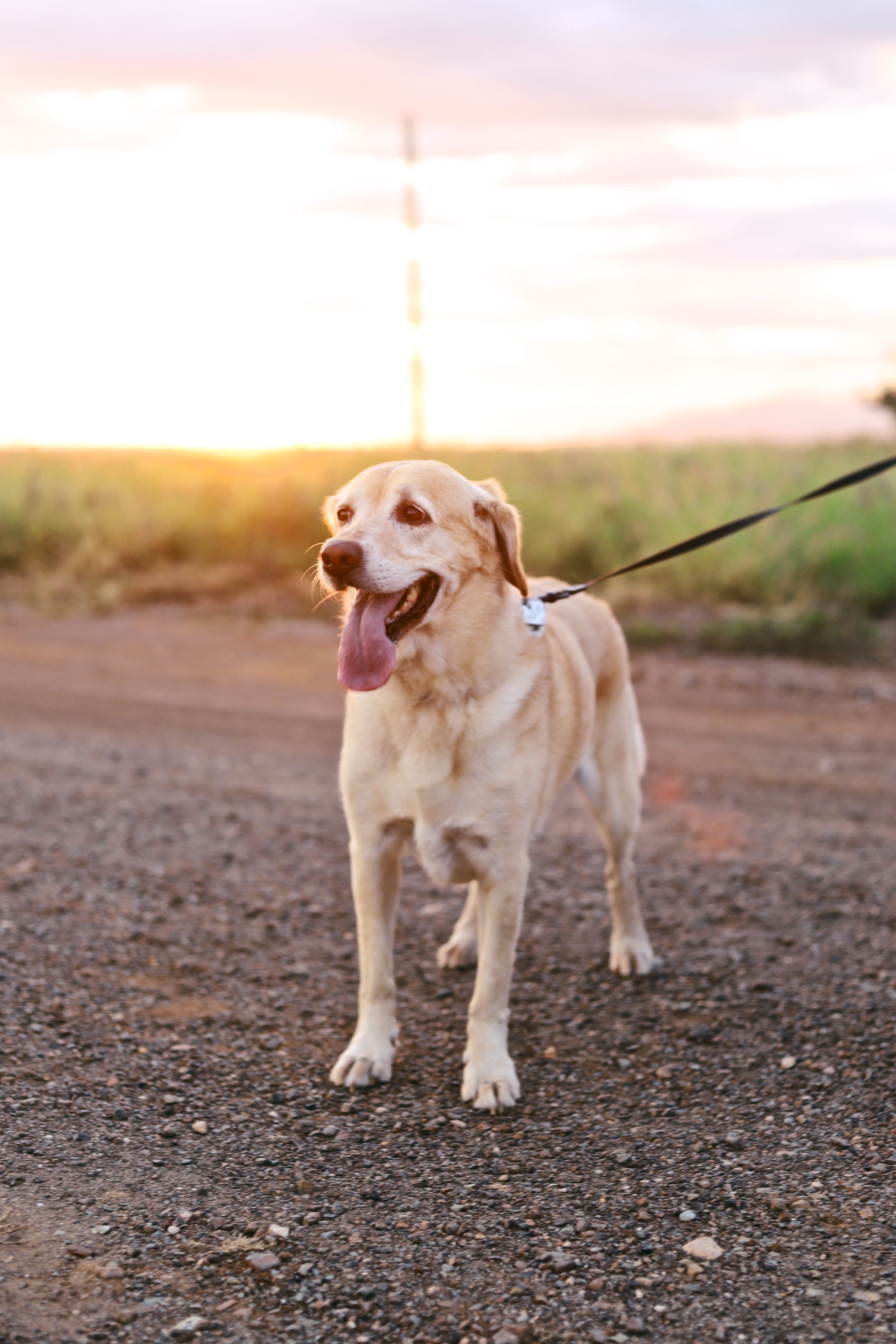 track, pet, mouth open, pets, domestic, vertebrate, yellow, grass, nature, mammal, sunset, walk, domestic animals, leash, animal, tongue, canine, lead, Phone HD Wallpaper