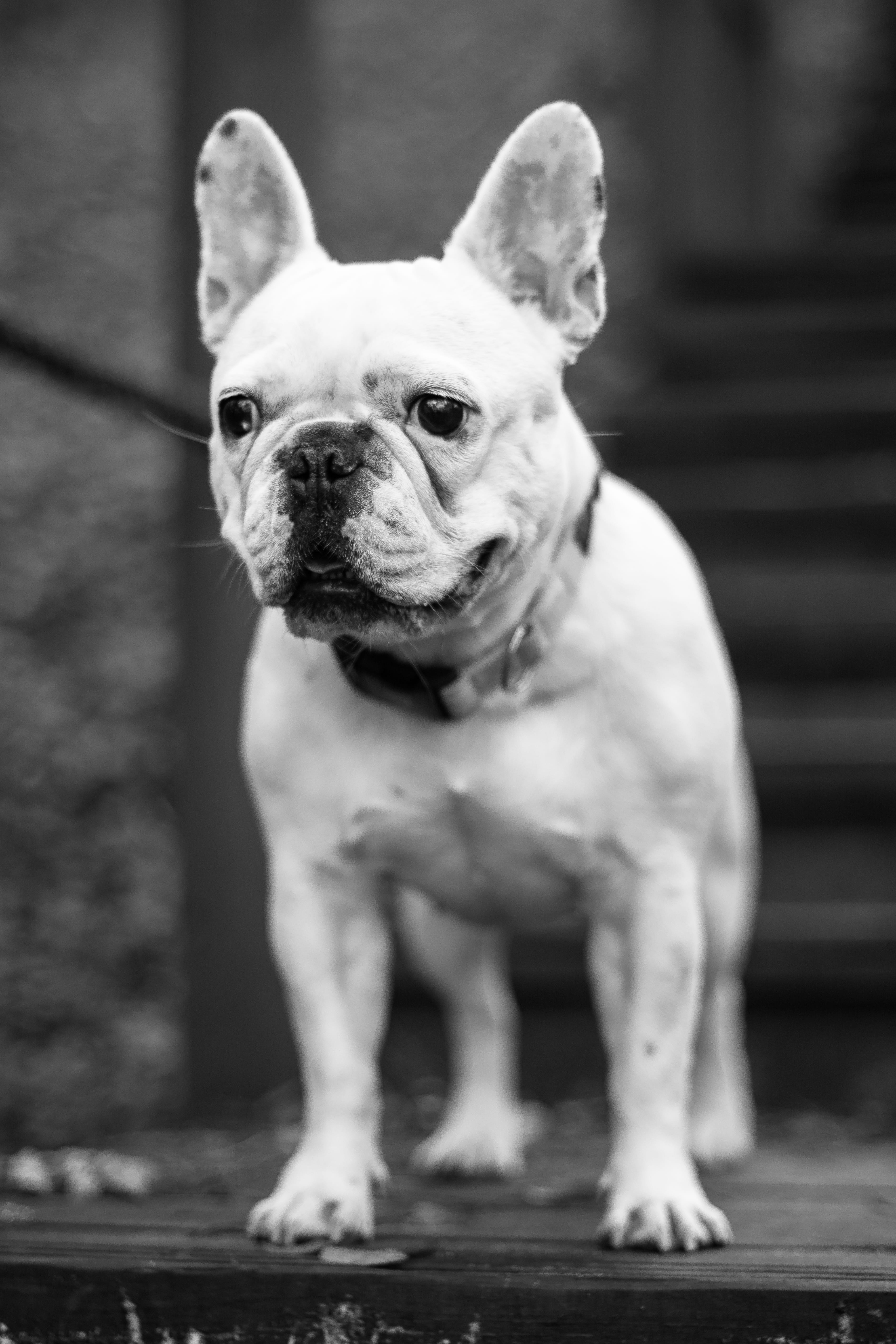 grayscale, portrait, domestic animals, bulldog, mammal, looking, french, dog, day, nature, focus on foreground, animal, warsaw, standing, blackandwhite, Phone HD Wallpaper