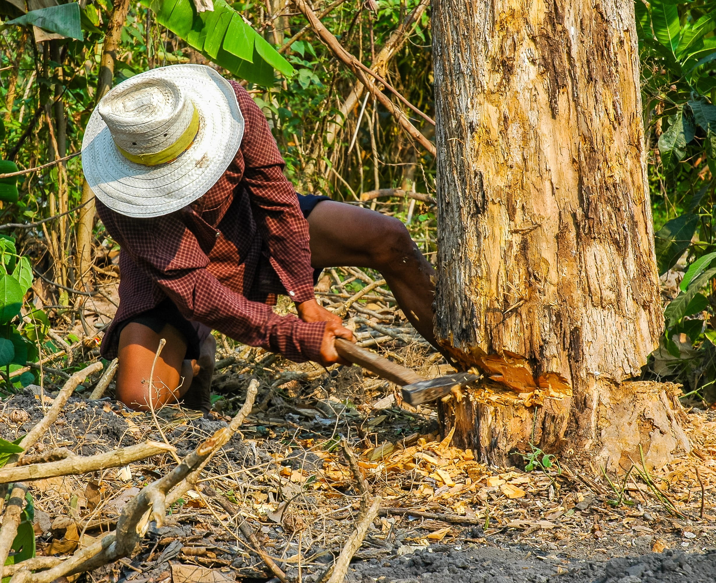 dangerous, land, tree felling, tree trunk, people, nature, lifestyles, Exhausting, cut tree, women, forest, trunk, outdoors, plant, hat, leisure activity, HD Wallpaper