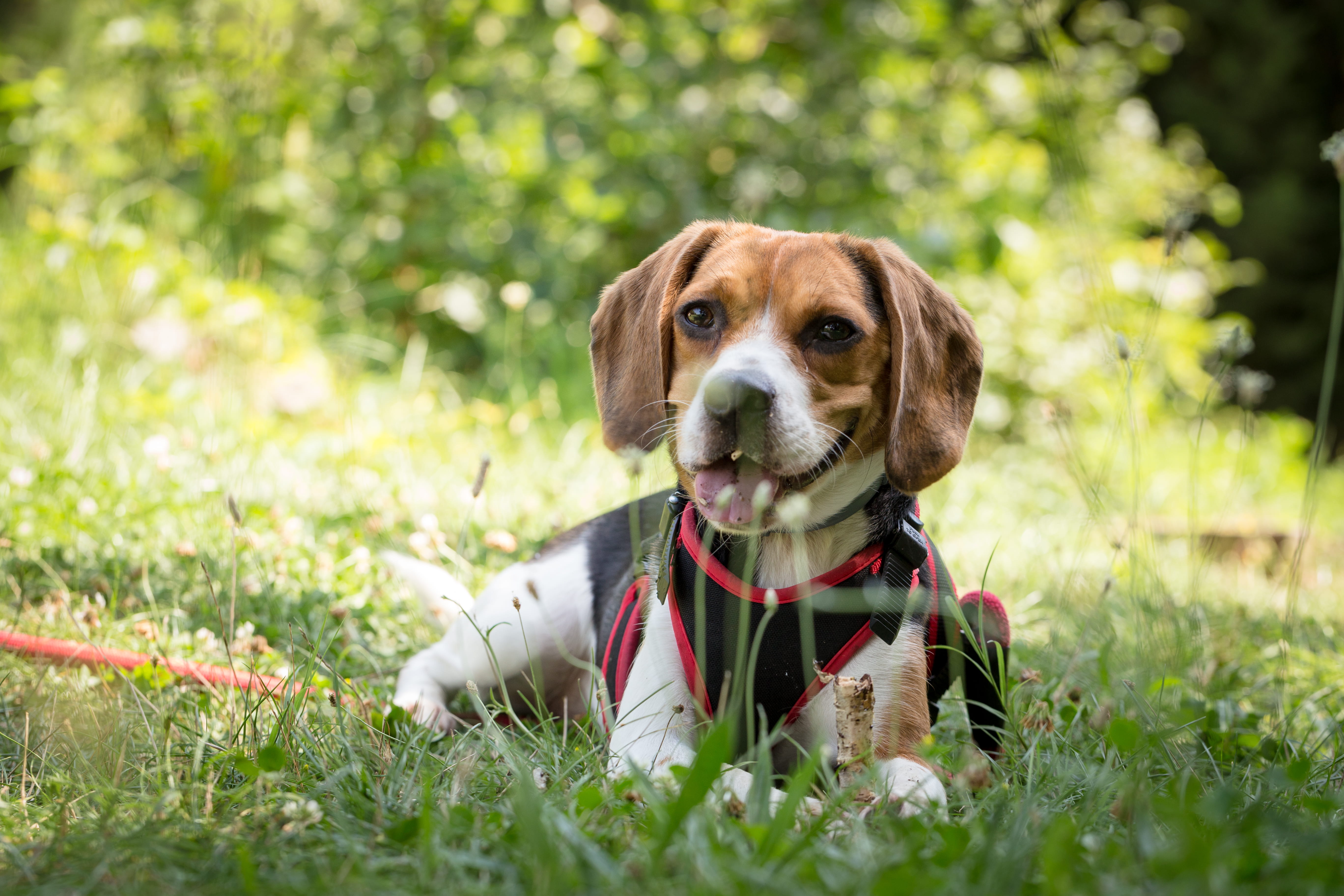 field, little, adorable, domestic, pet, cute, canine, puppy, one animal, domestic animal, young, breed, selective focus, close-up, purebred, pet collar, HD Wallpaper