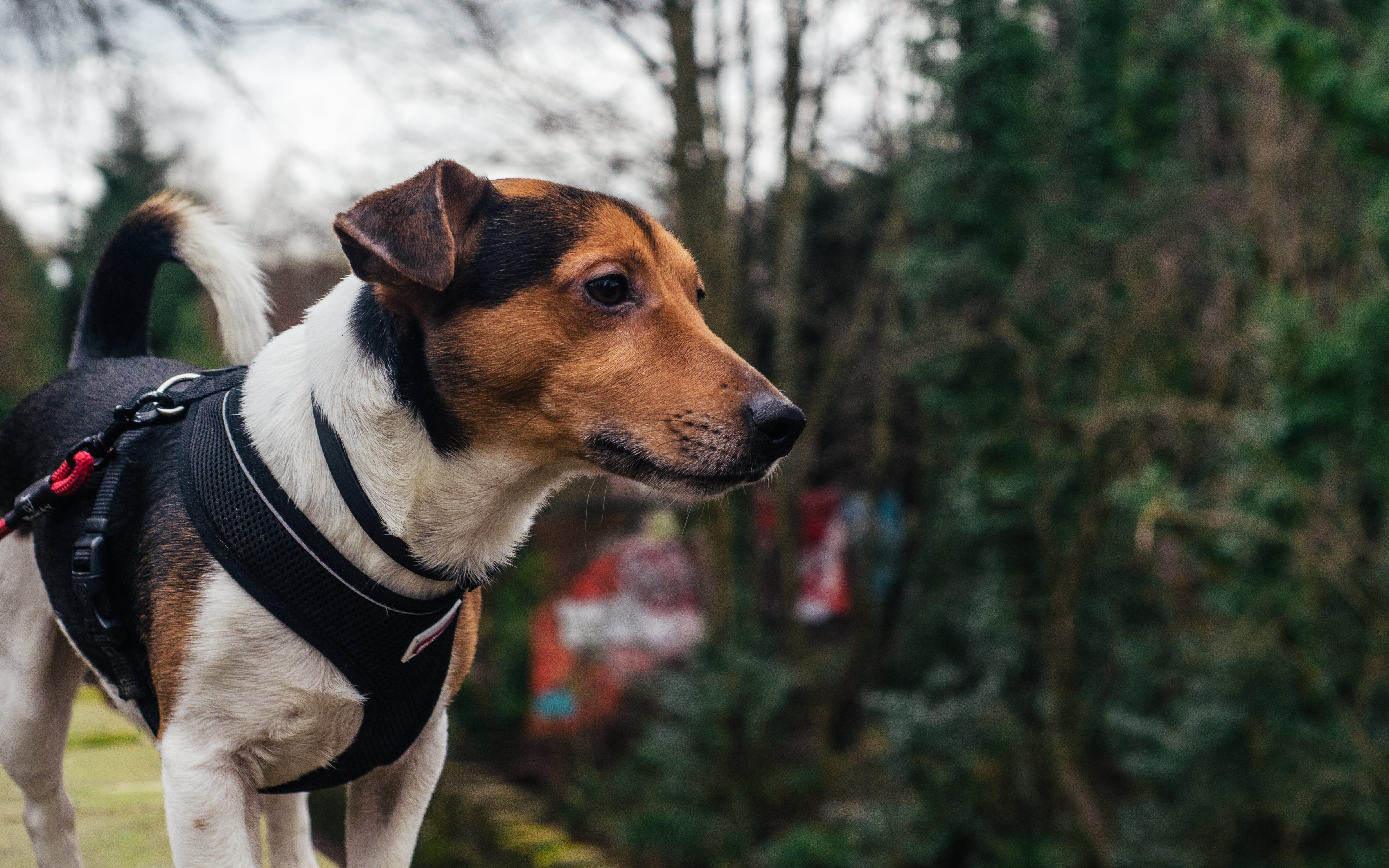 animal themes, animal, vertebrate, photography, profile view, short, focus, collar, day, animal head, vest, domestic, pet collar, pet harness, wearing, HD Wallpaper