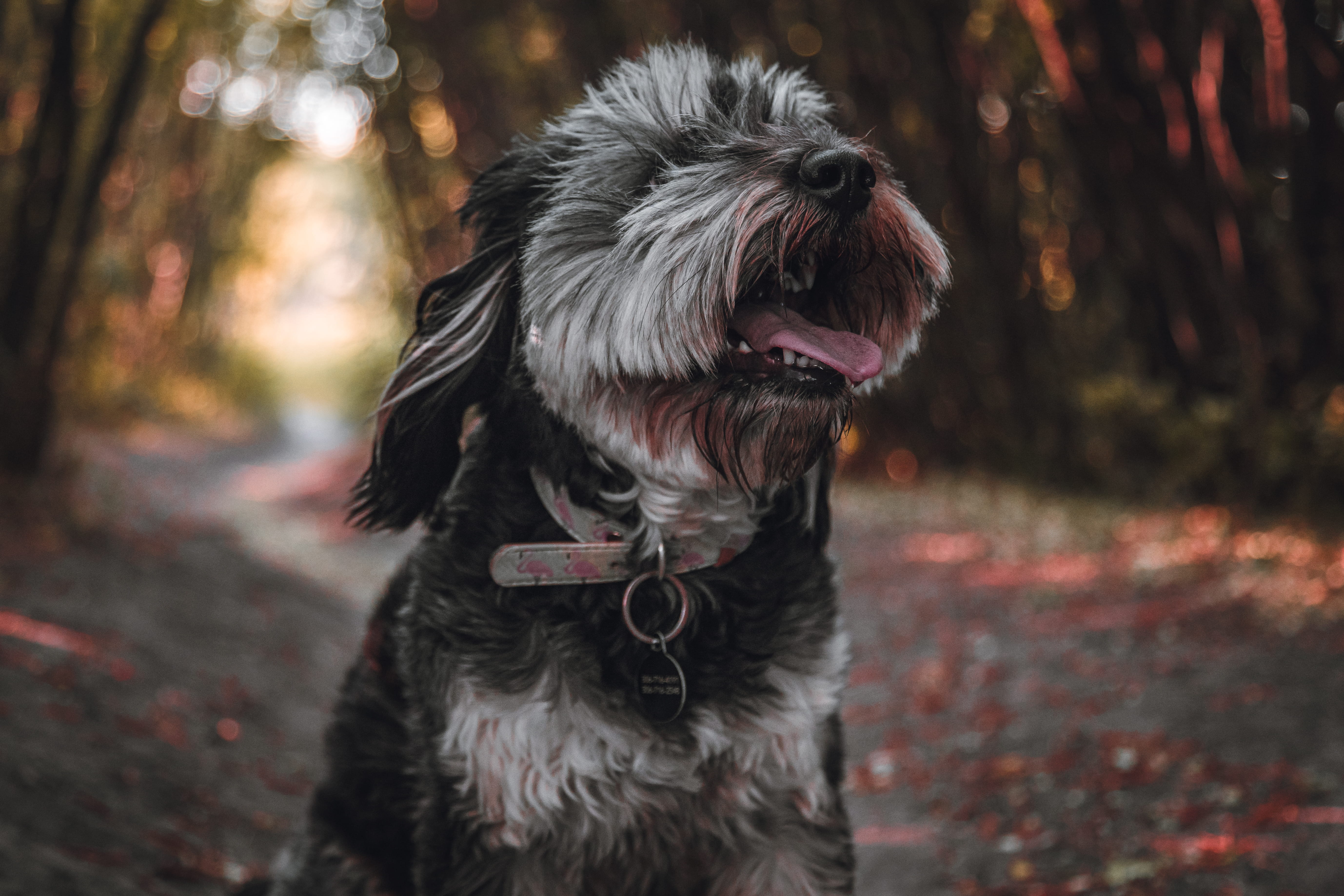 slate, tire, focus on foreground, airedale, pet, 5K, terrier, domestic animals, animal head, pet collar, nature, black, vertebrate, animal themes, one animal, HD Wallpaper