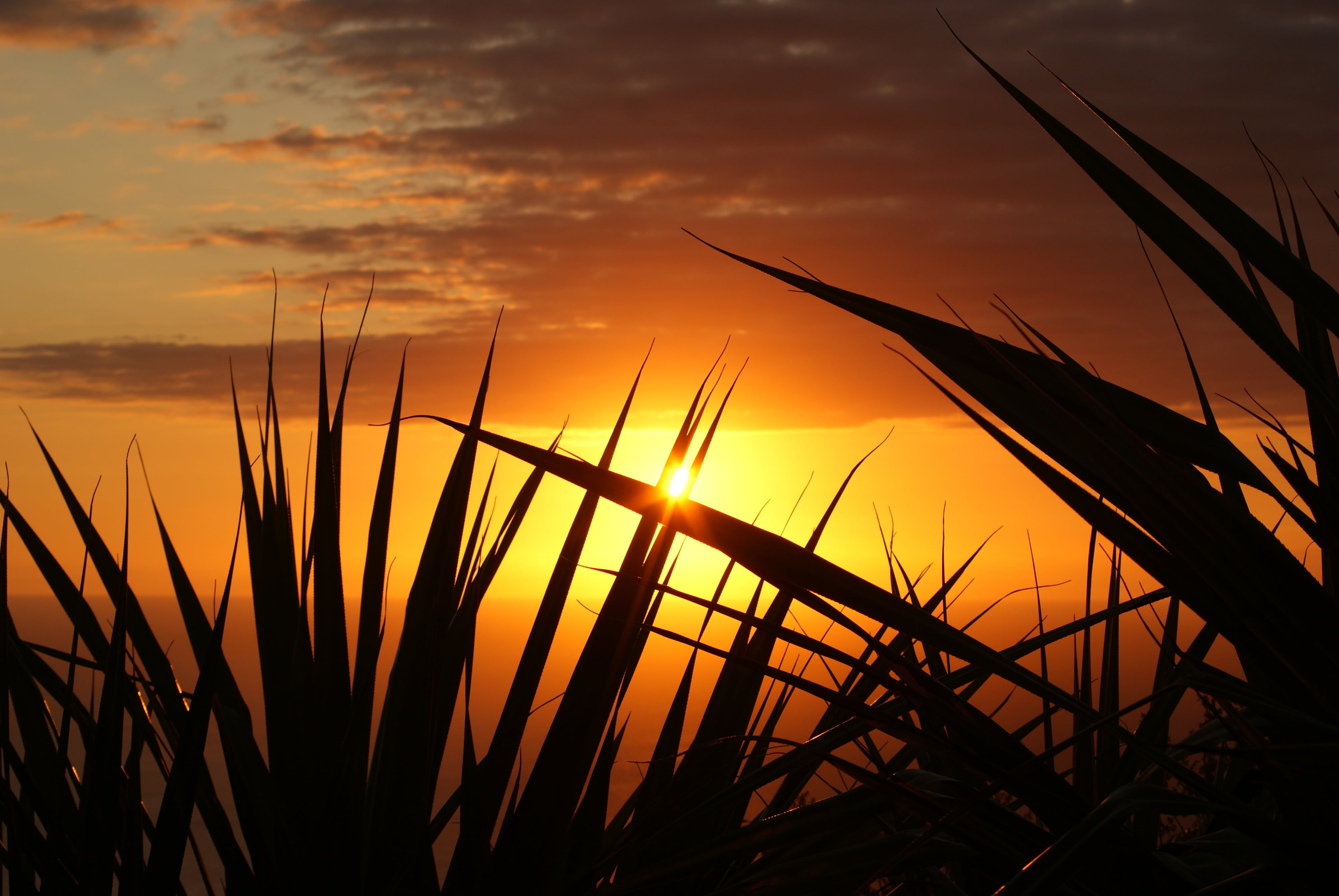 ocean, plant, dramatic sky, sun, cloud - sky, close-up, scenics - nature, dusk, outdoors, sea, sky, summer, orange color, tranquility, good looking, inflamed, HD Wallpaper