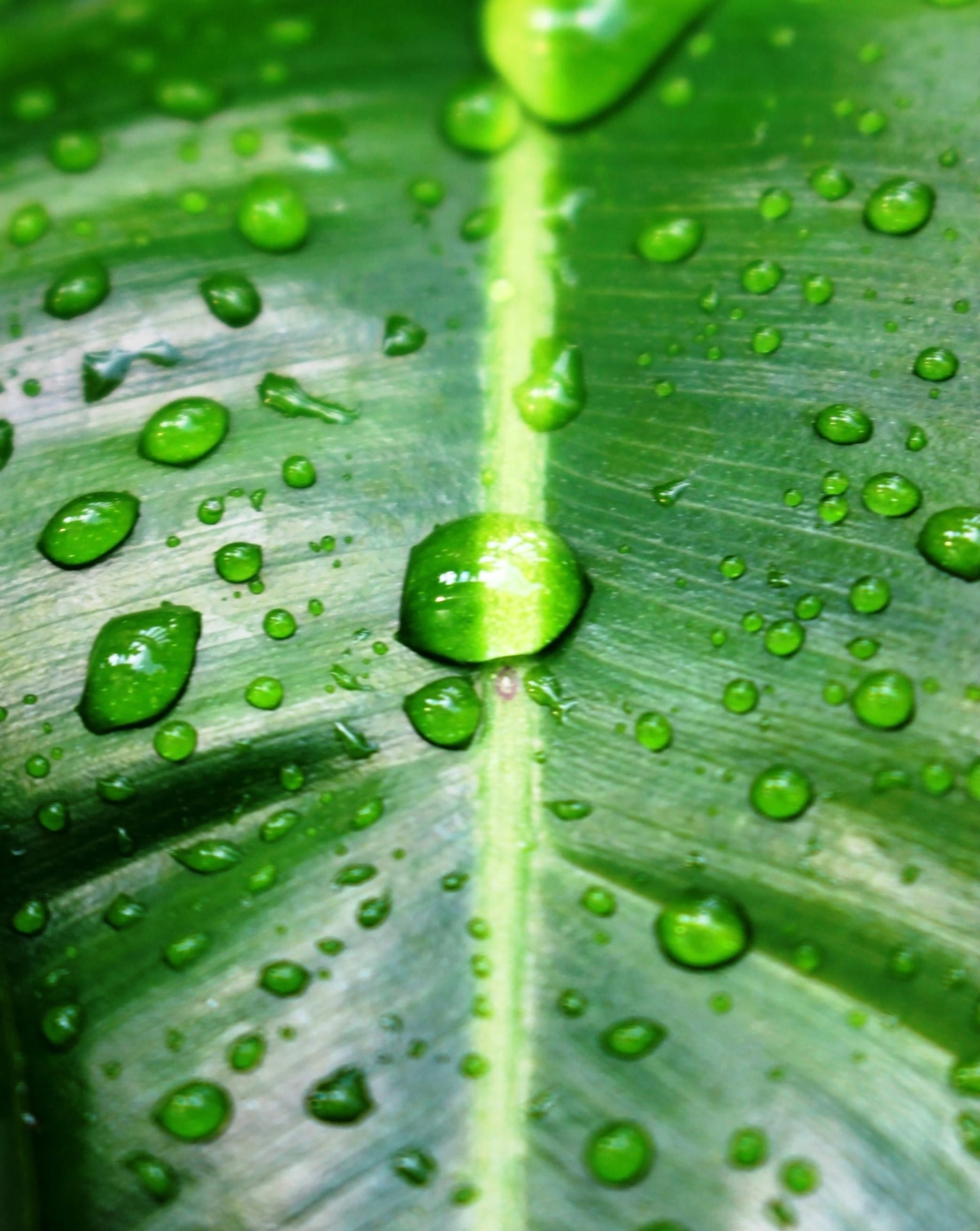 purity, close-up, beauty in nature, full frame, droplet, outdoors, nature, fresh, backgrounds, tropical, green, summer, leaf vein, green color, water, isolated, Phone HD Wallpaper