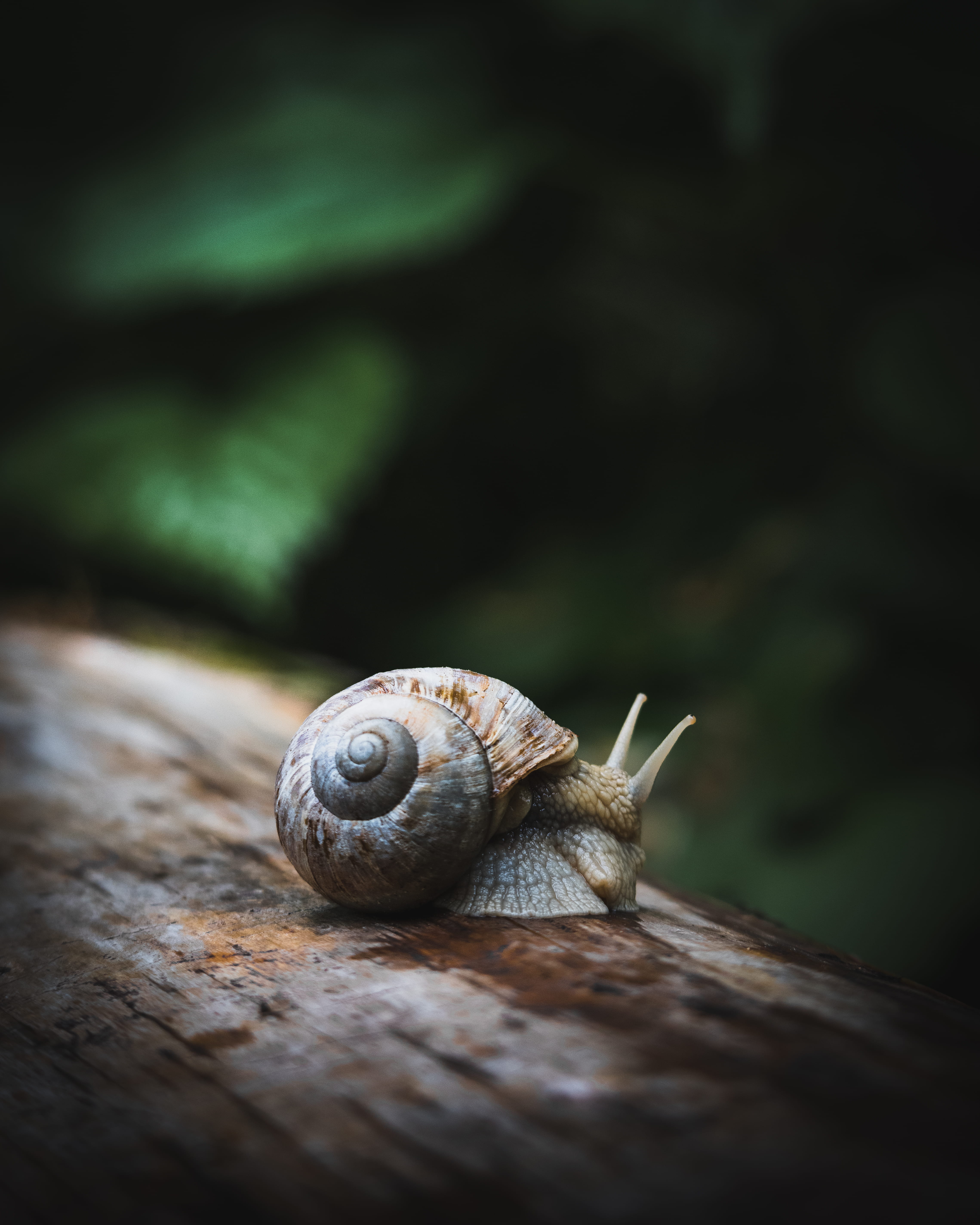 1080p, spiral, close-up, trunk, day, house, wood, animal shell, shell, mood, snail, woodland, no people, tree, brown, high re, boredom, garden, insect, Phone HD Wallpaper