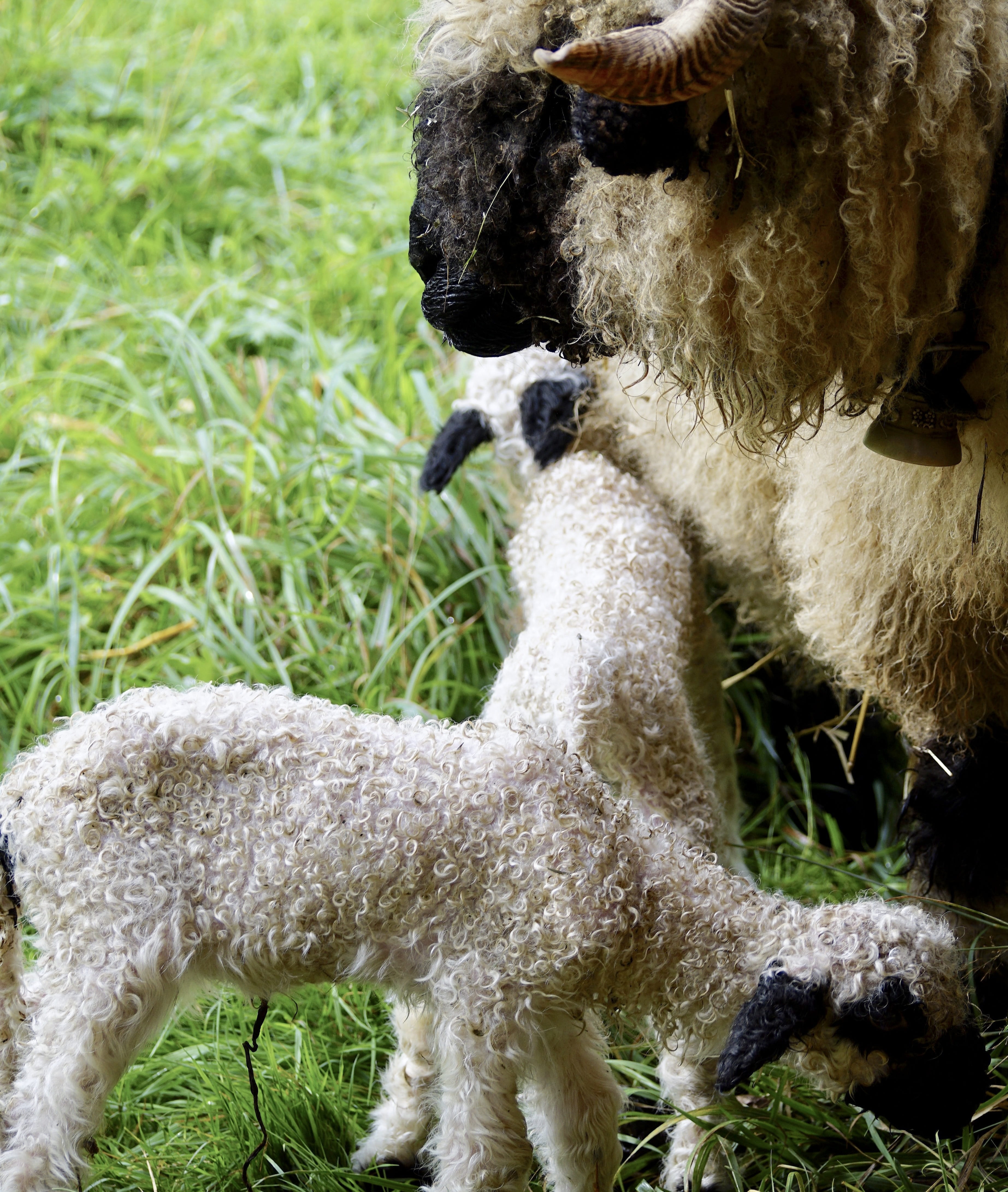 no people, one animal, livestock, pets, sweet, grass, dam, plant, valais black nose sheep, young, animal world, land, outdoors, cute, day, field, lamb, Phone HD Wallpaper