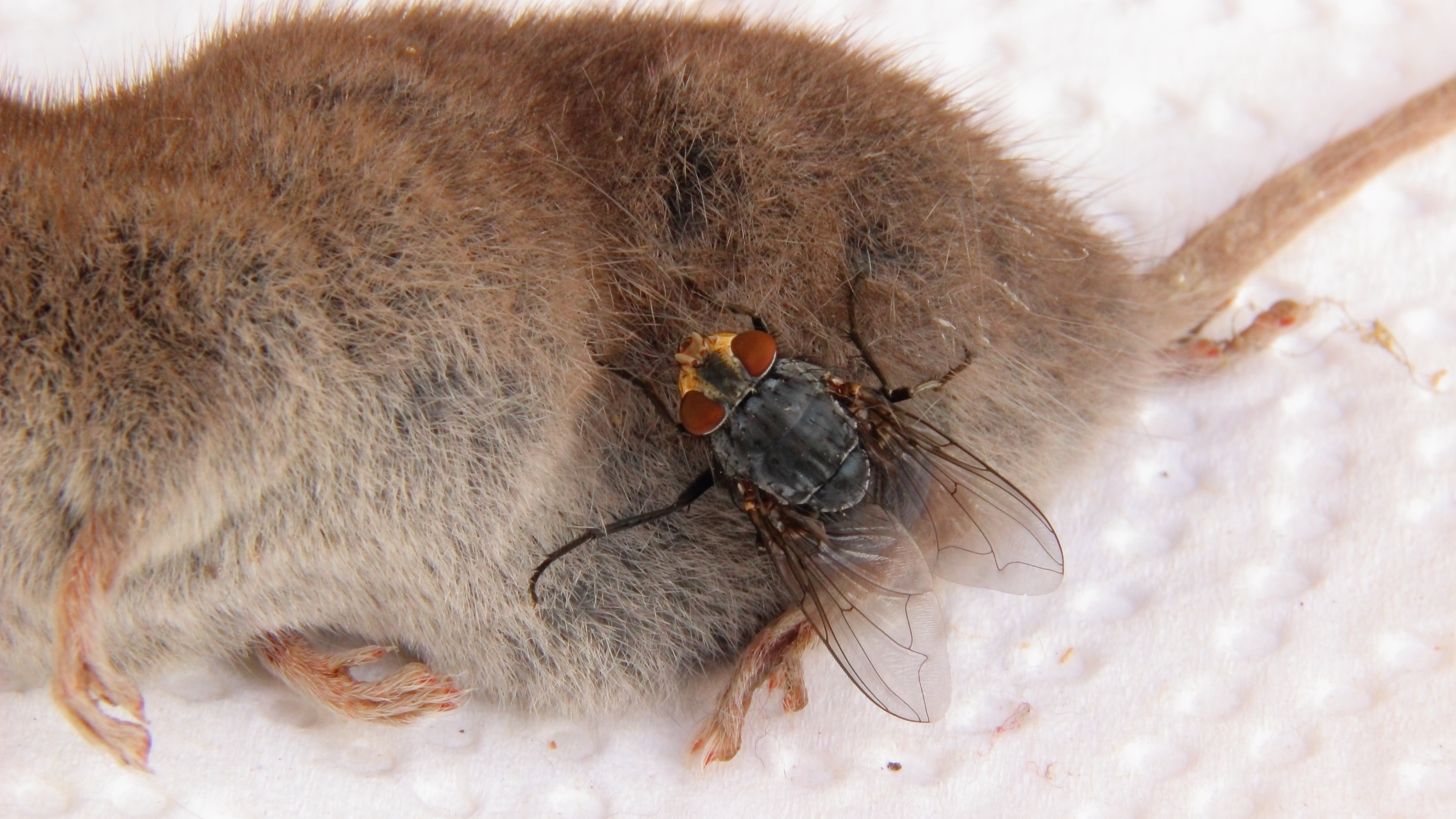 animal wildlife, animal, shrew, hair, extreme close-up, no people, anatomy, small, one animal, carcass, animal wing, animals in the wild, macro, animal body part, HD Wallpaper