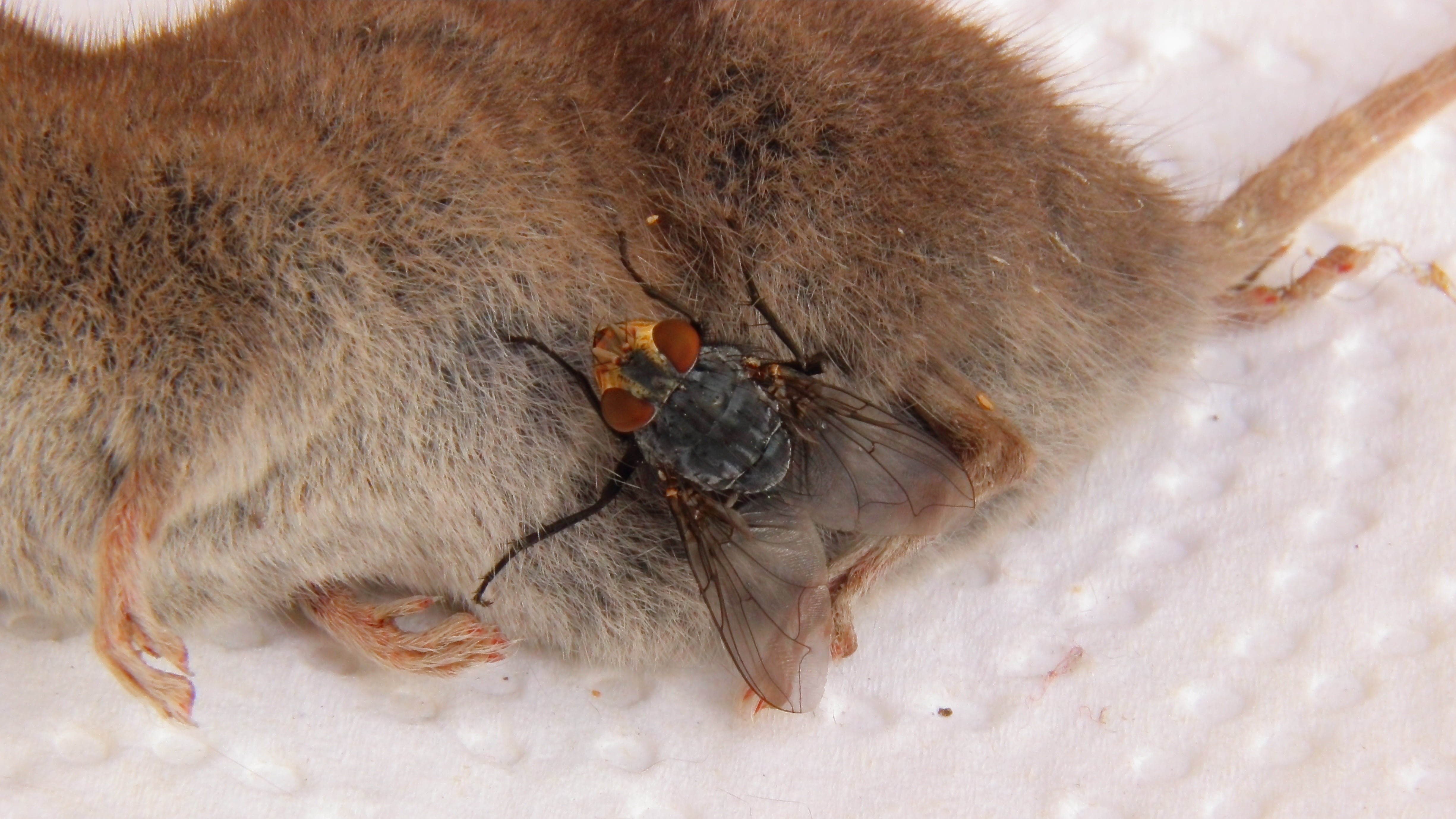 rodent, animal, animals in the wild, mouse, shrew, housefly, two animals, no people, dead, young animal, day, group of animals, outdoors, animal wildlife, HD Wallpaper