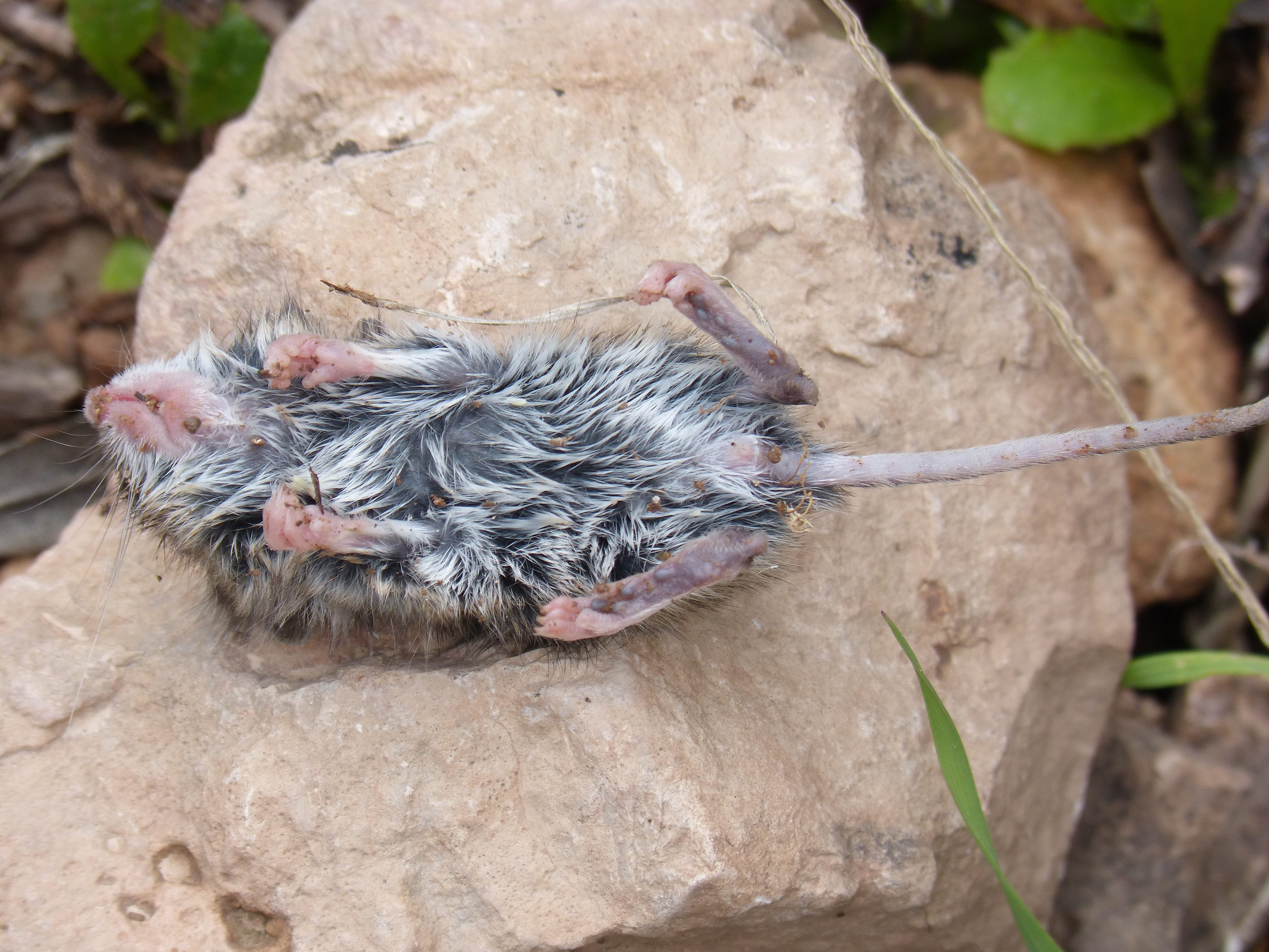 high angle view, domestic, focus on foreground, one animal, domestic animals, solid, drowned, day, pets, 4K, dead mouse, no people, close-up, animals in the wild, HD Wallpaper