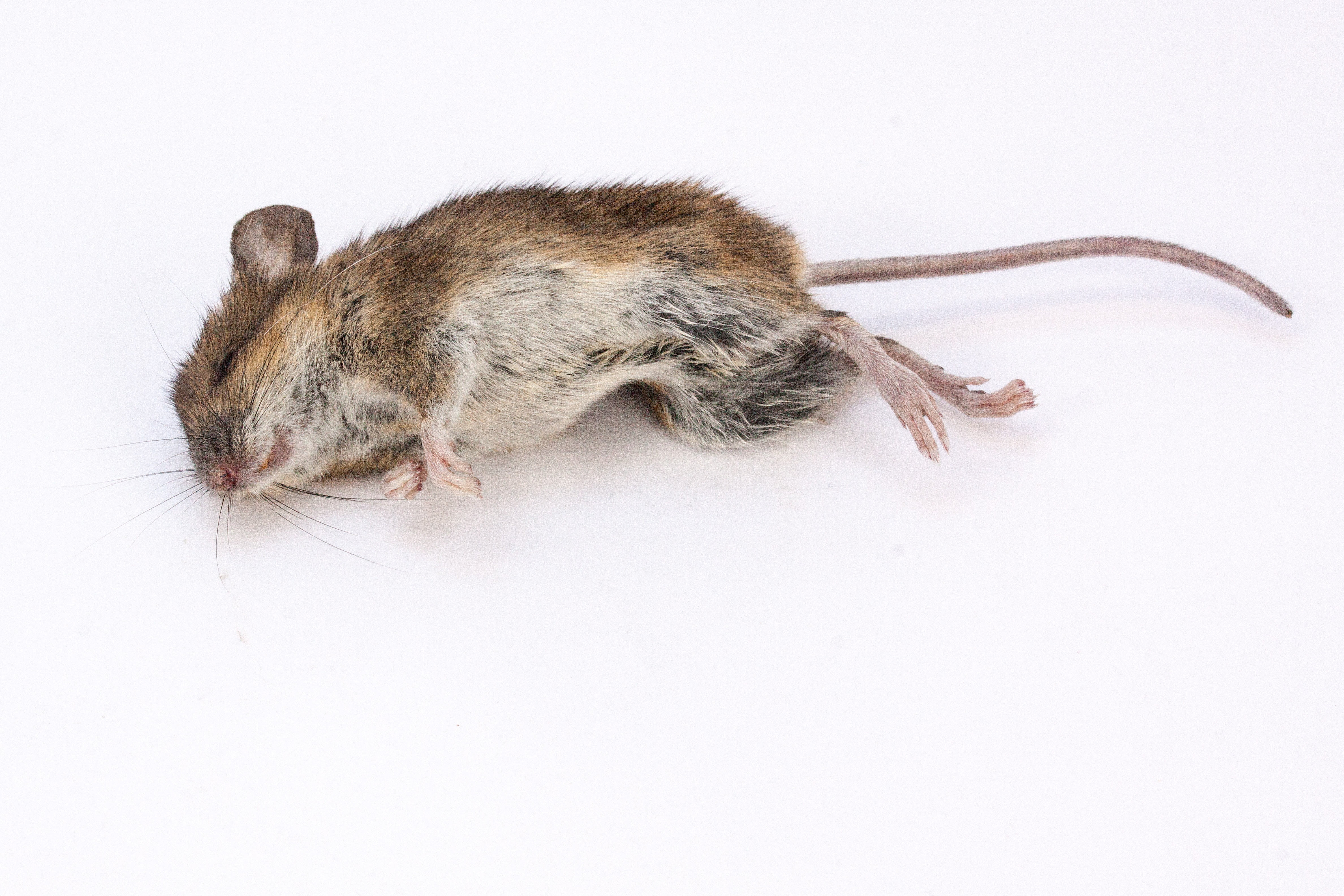 apodemus sylvaticus, brown, no people, indoors, pest, 4K, rabbit, animal wildlife, vertebrate, mammal, high angle view, rat, animal themes, white, one animal, HD Wallpaper