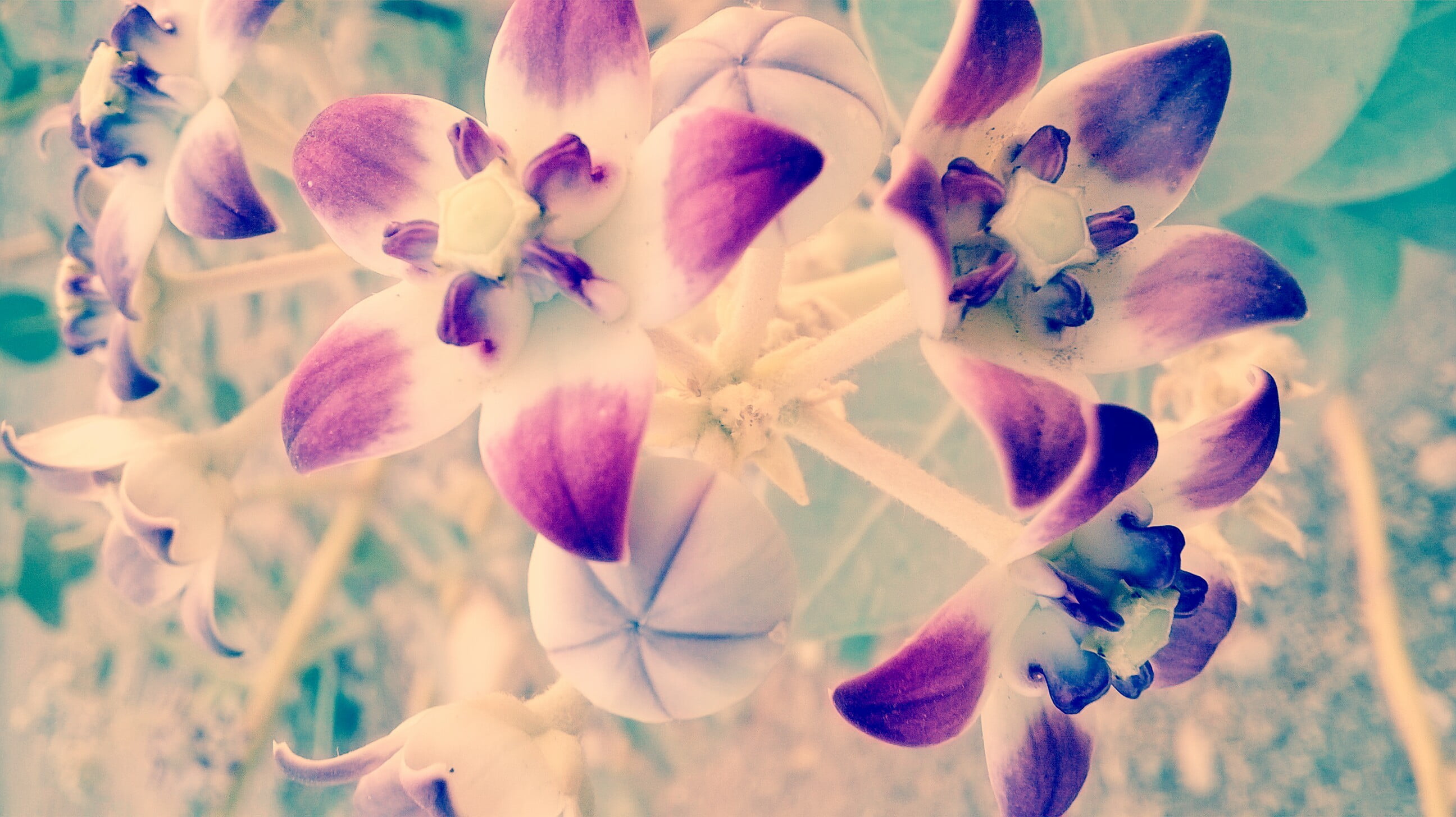beauty in nature, purple, outdoors, freshness, close-up, flower arrangement, day, growth, no people, flowering plant, macro, flowers, orchid, fragility, HD Wallpaper