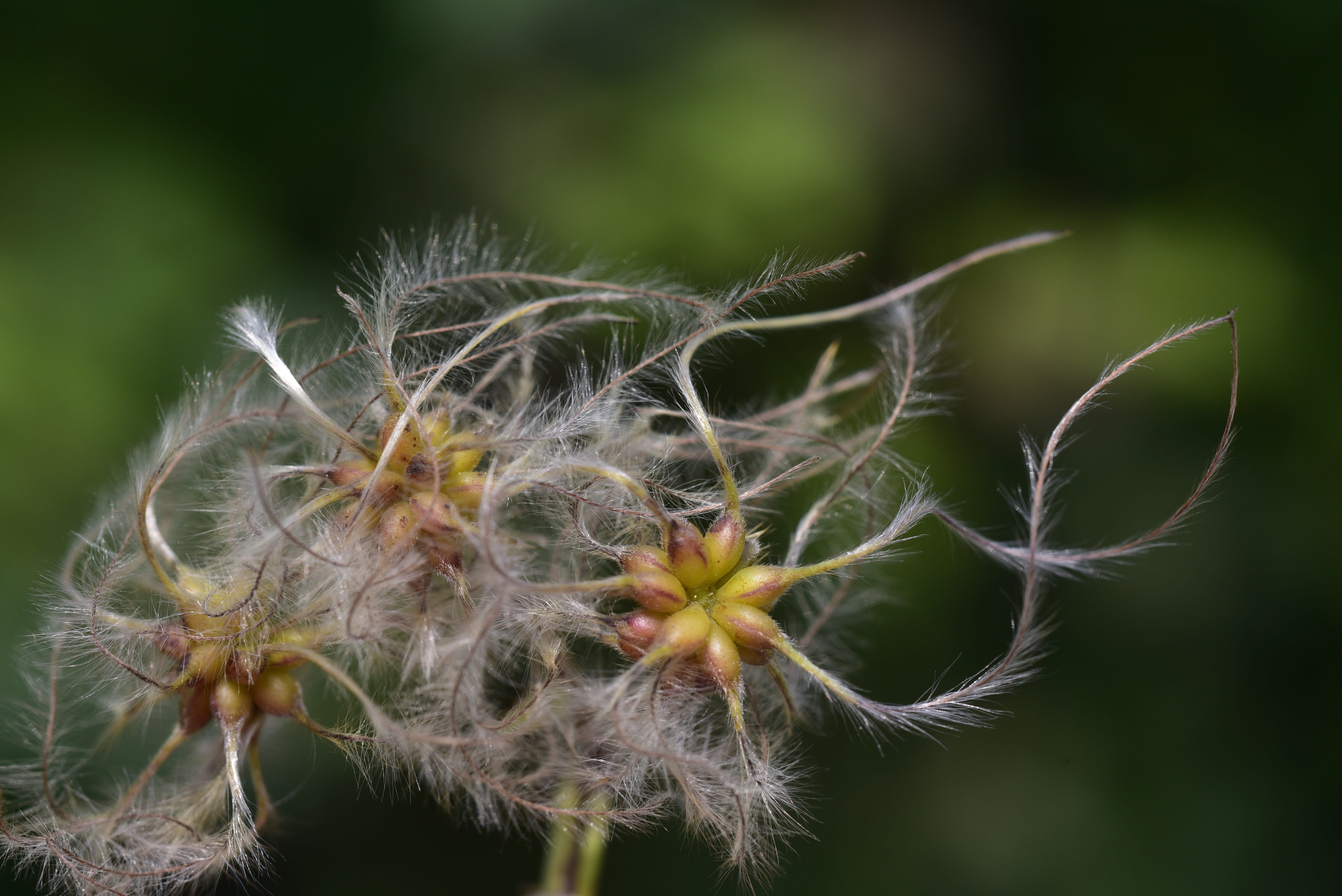 flower, hairy, fluffy, fragility, day, flying seeds, vulnerability, nature, outdoors, flower head, faded, liane, reproduction, growth, beauty in nature, HD Wallpaper