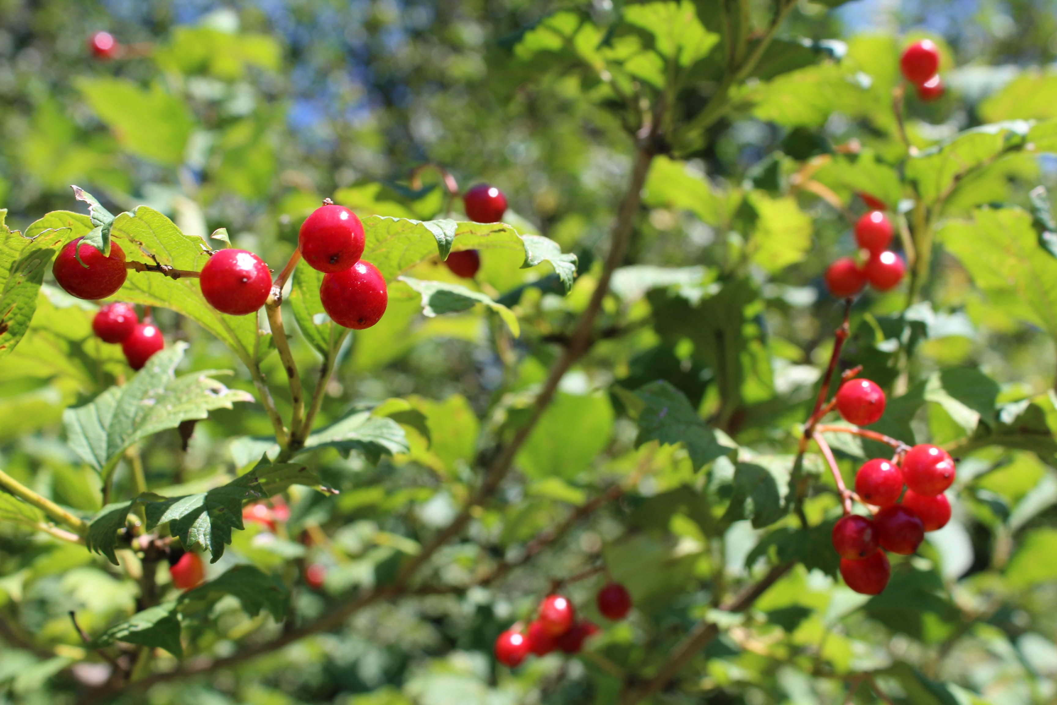 freshness, food, leaf, outdoors, close-up, 2K, day, no people, flora, blutbeer, red currant, summer green bush, red, plant, wellbeing, berry fruit, nature, HD Wallpaper