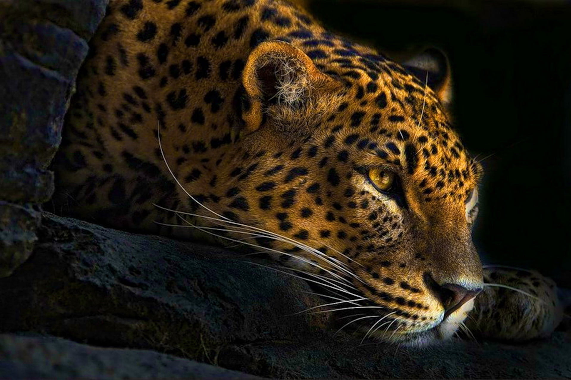 looking away, whisker, animals in the wild, big cat, nature, lies, black, leopard, looking, mammal, carnivora, spotted, animal body part, look, animal, HD Wallpaper