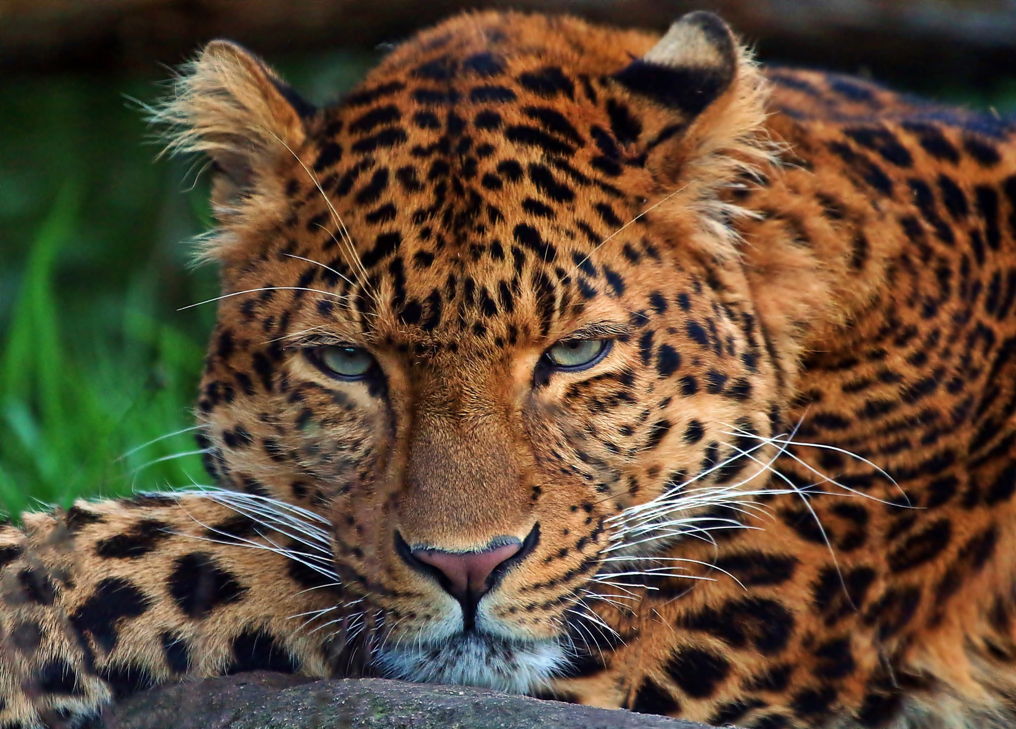 black, leopard, cat, brown, eyes, 1080P, hair, HD Wallpaper