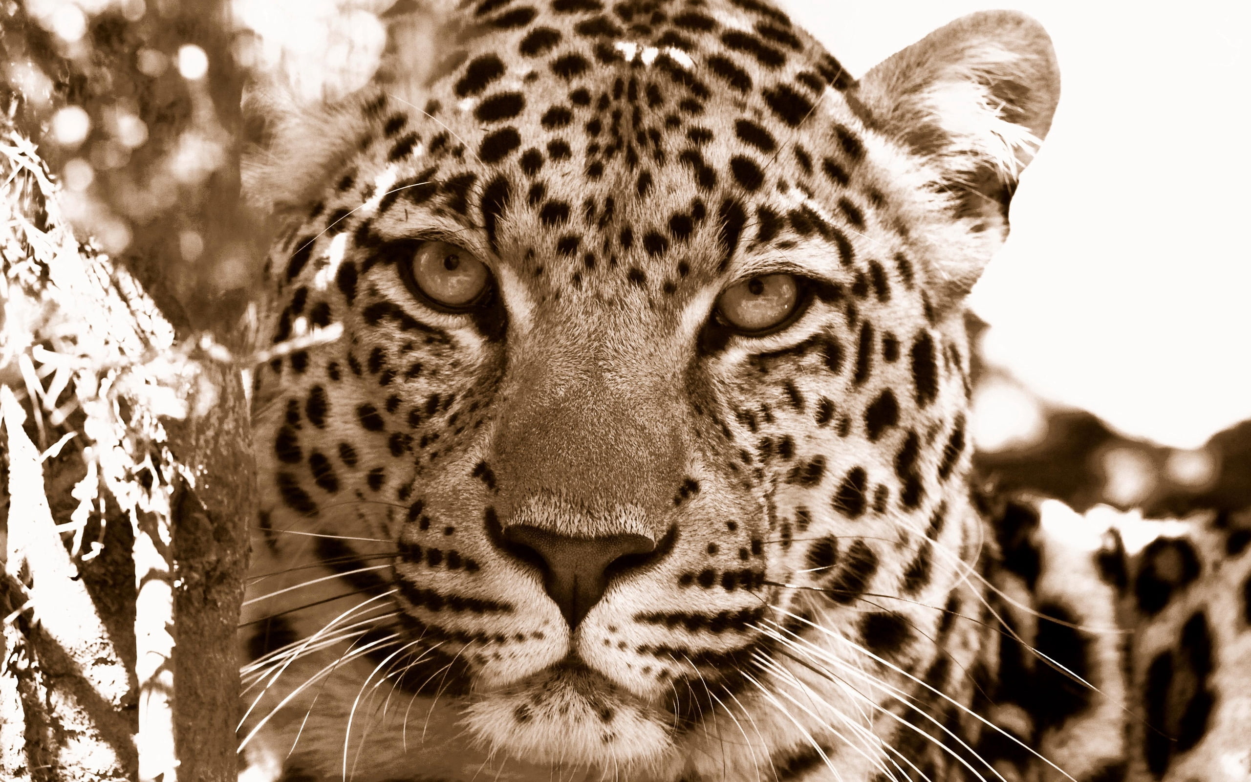 sepia, portrait, animal body part, photography, animals Hunting, leopard, undomesticated Cat, large, feline, no People, camouflage, majestic, black Color, HD Wallpaper