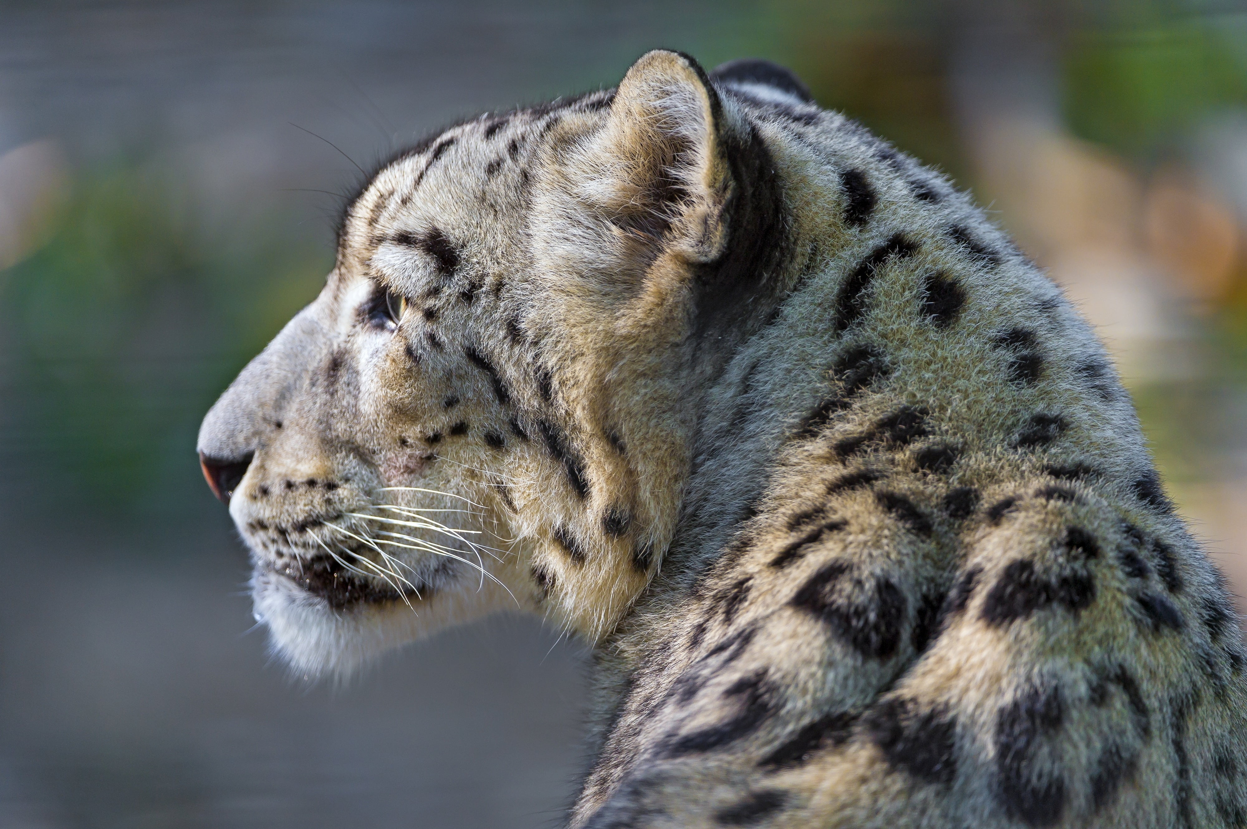 animal wildlife, animals In The Wild, look, brown, mammal, one animal, carnivora, vertebrate, danger, cat, undomesticated Cat, looking away, no people, HD Wallpaper