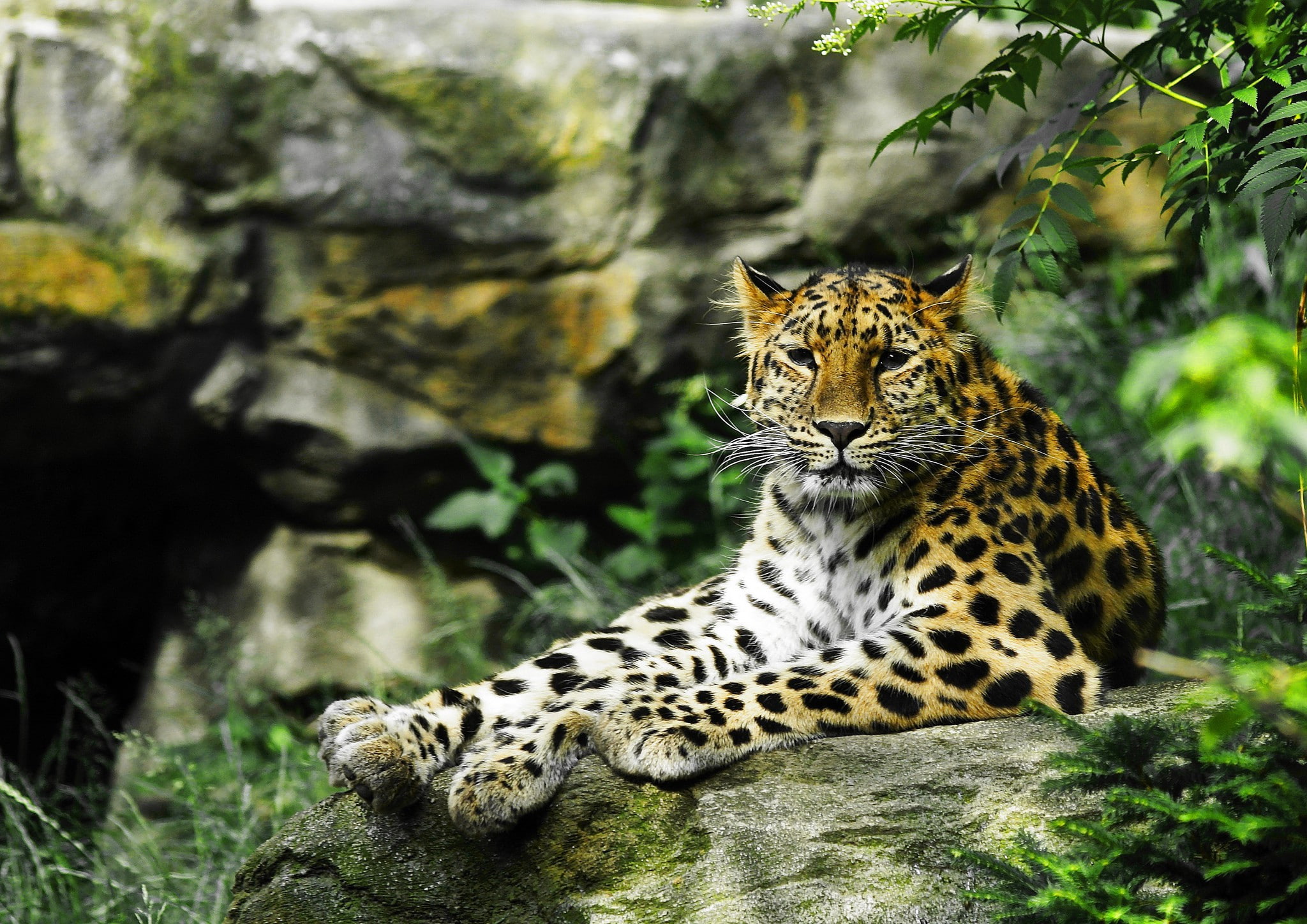 wild cat, 1080P, leopard, brown, ravenous, look, HD Wallpaper