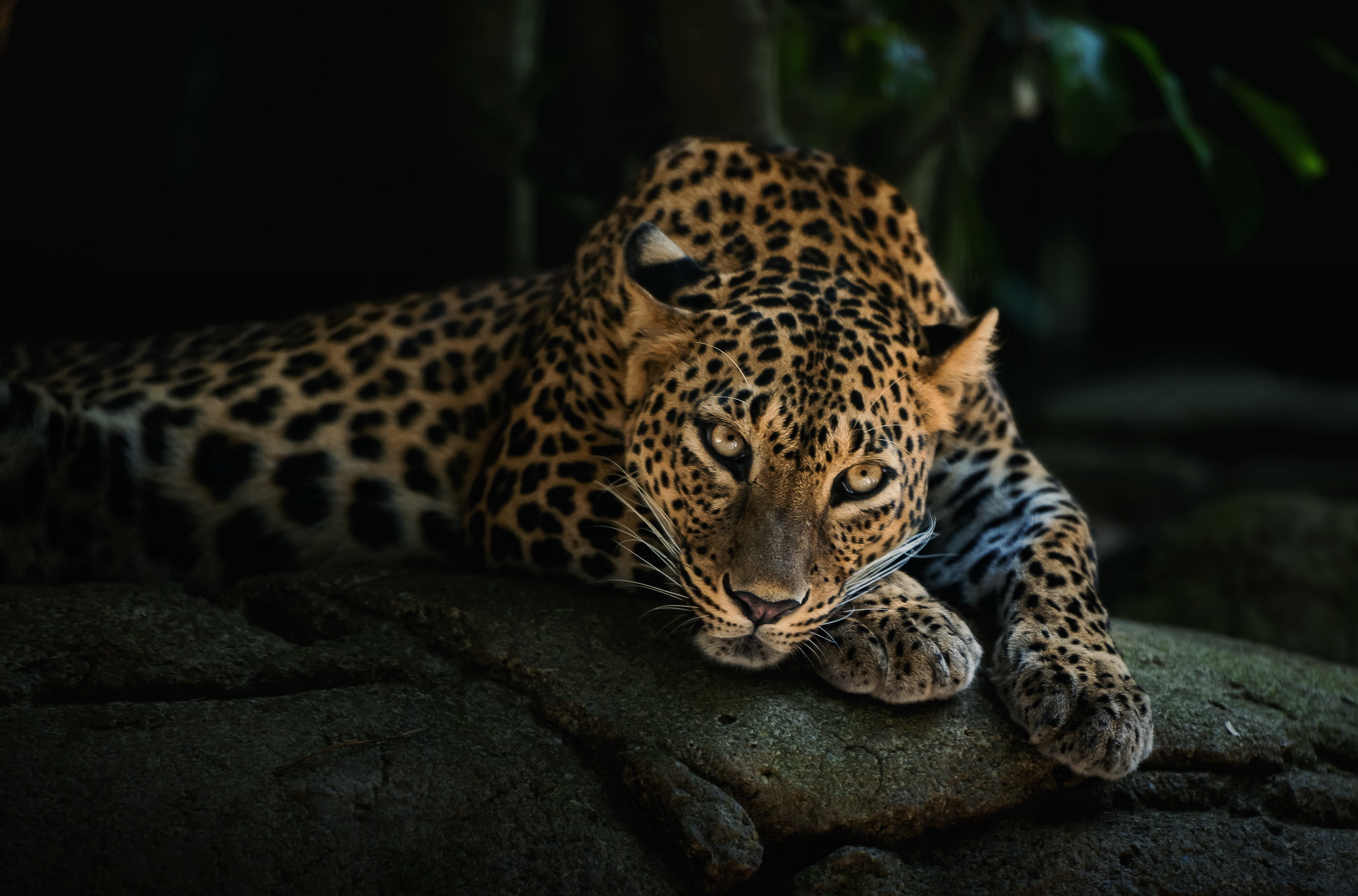 4K, lying, face, leopard, predator, HD Wallpaper