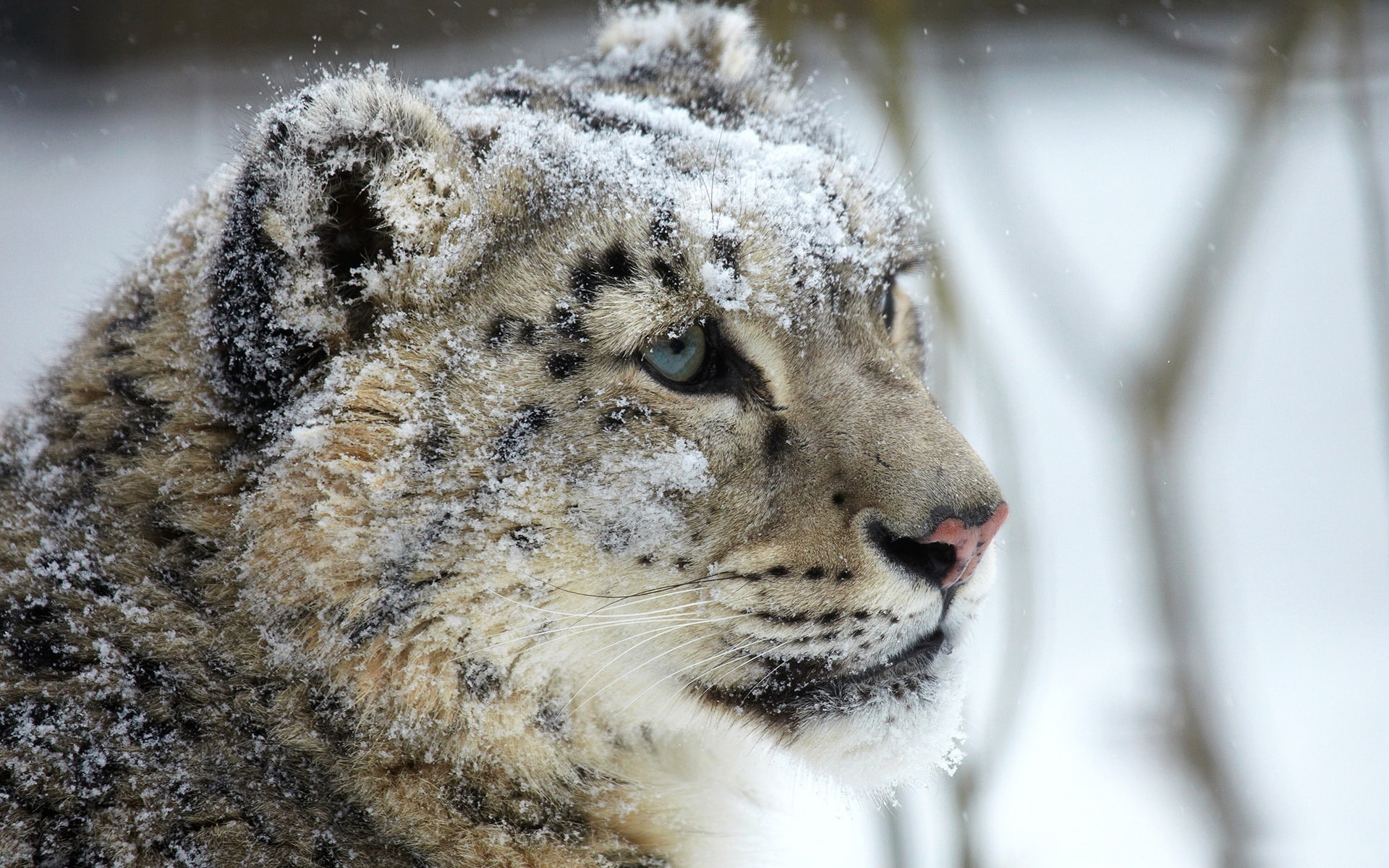 Snow, Predator, Eye, Face, 1080P, Leopard, HD Wallpaper