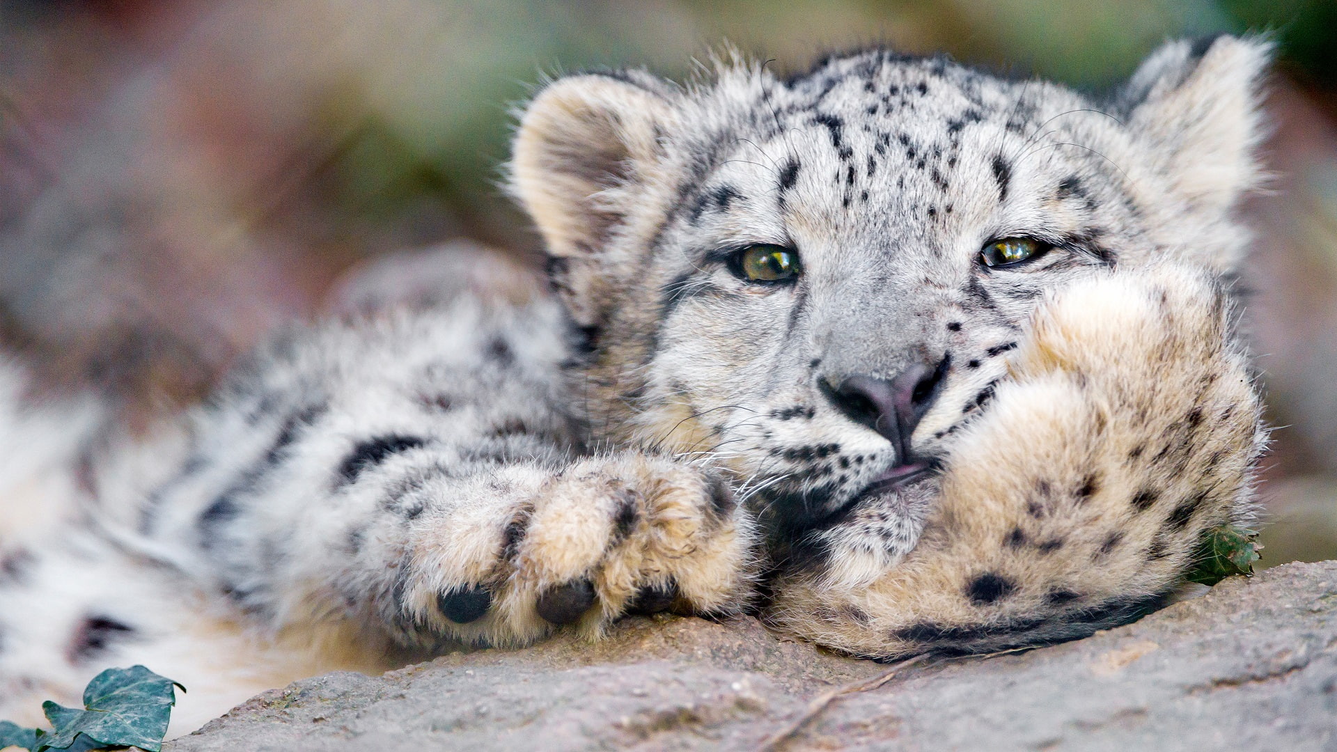 leopard, photography, looking at viewer, cat, animals, 1080P, HD Wallpaper