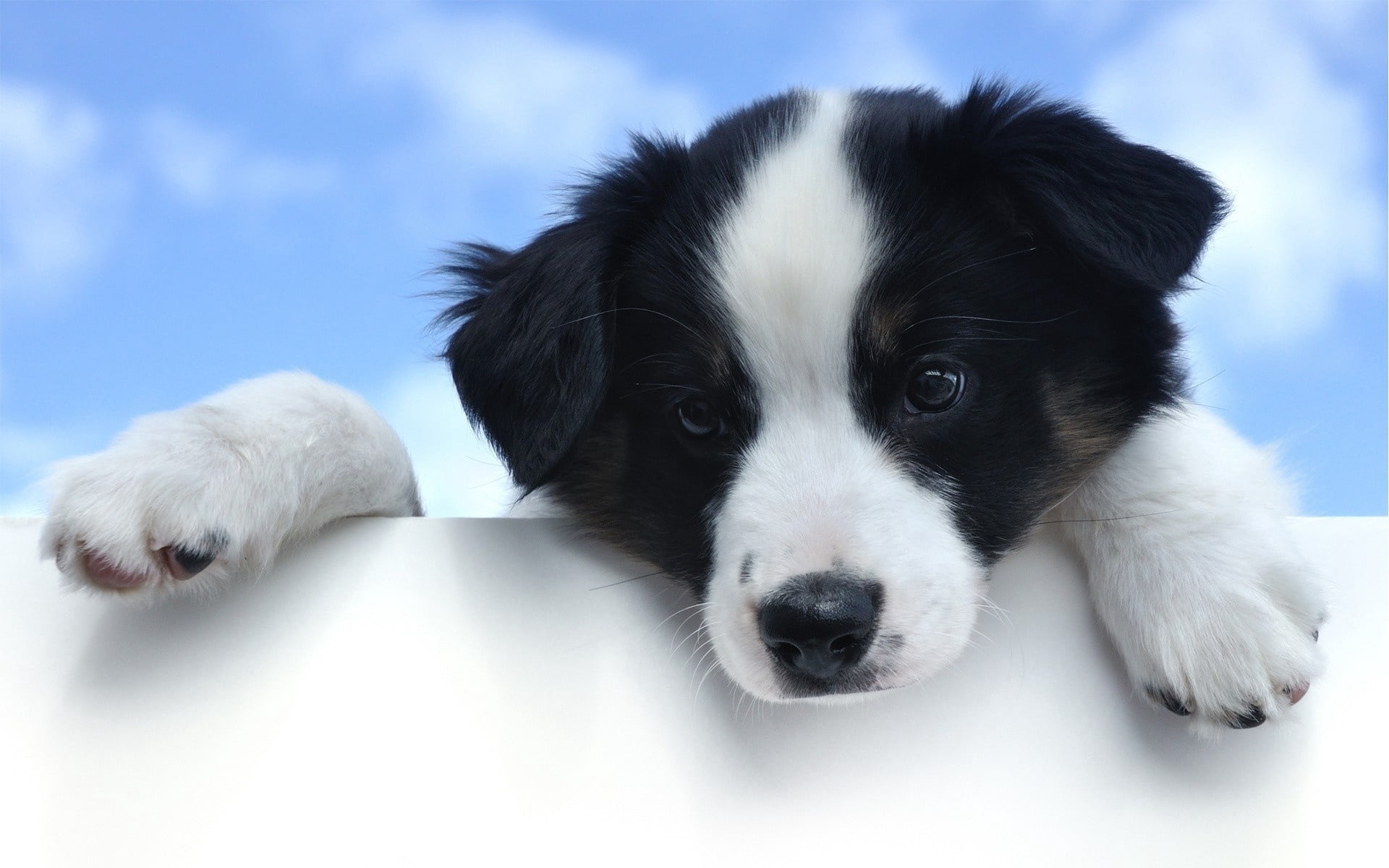 backgrounds, young Animal, outdoors, close-up, animal body part, australian Shepherd, domestic Animals, black, border Collie, coated, indoors, animals And Pets, HD Wallpaper
