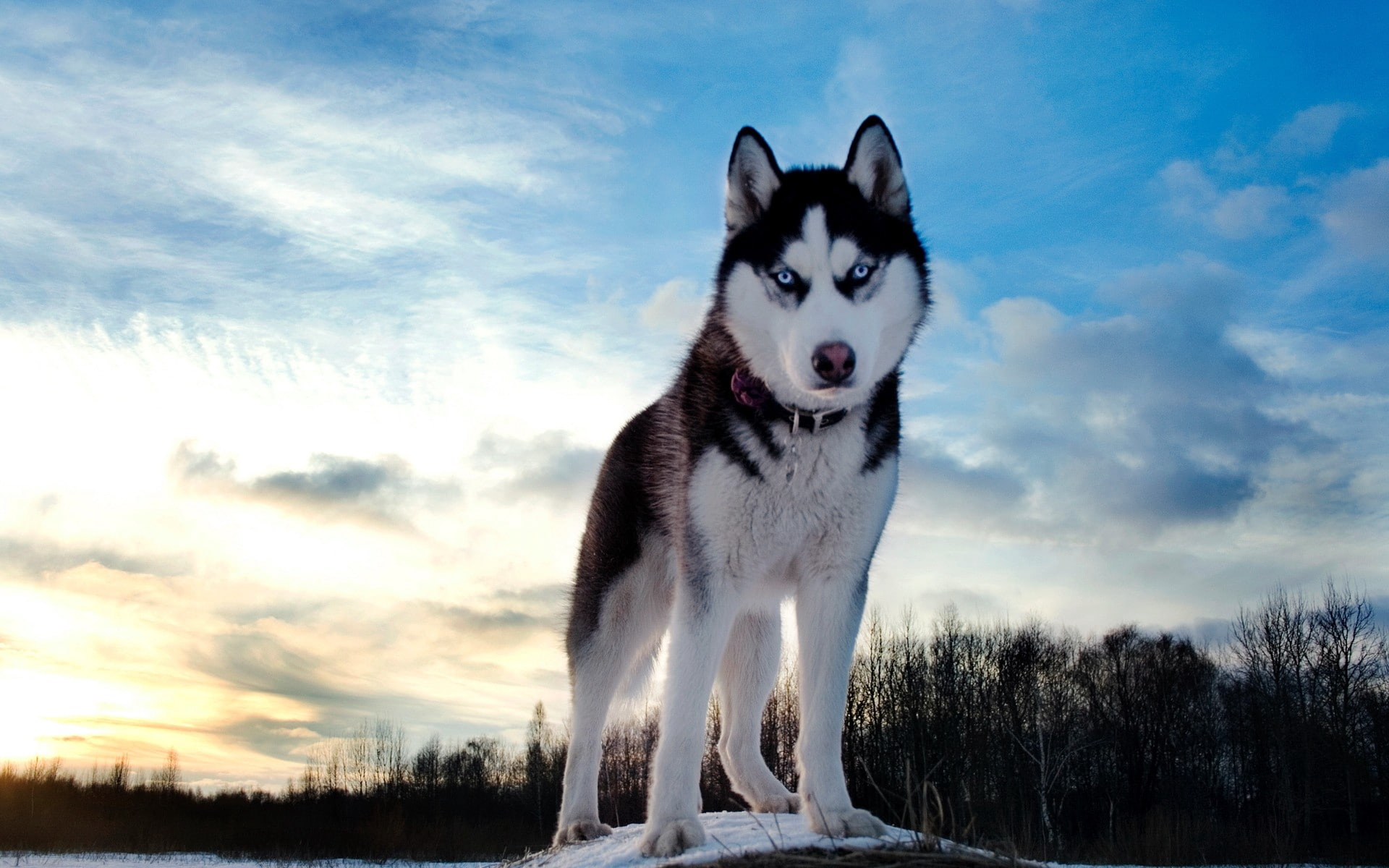 muzzle, husky, 1080P, look, spotted, dog, HD Wallpaper