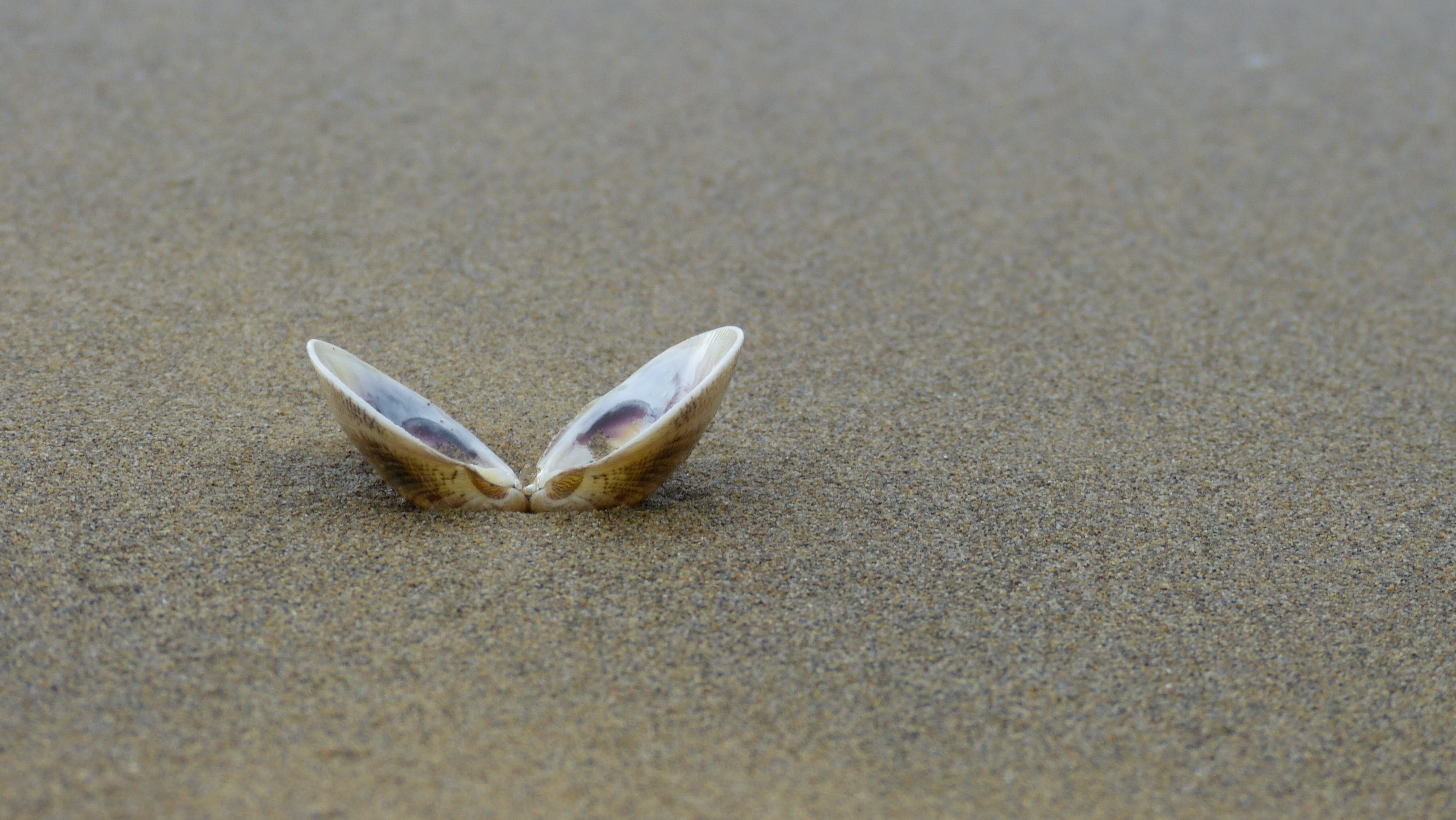 shell, selective focus, 4K, land, animal themes, high angle view, stranded, representation, opened, animals in the wild, sea, vertebrate, nature, sand beach, HD Wallpaper