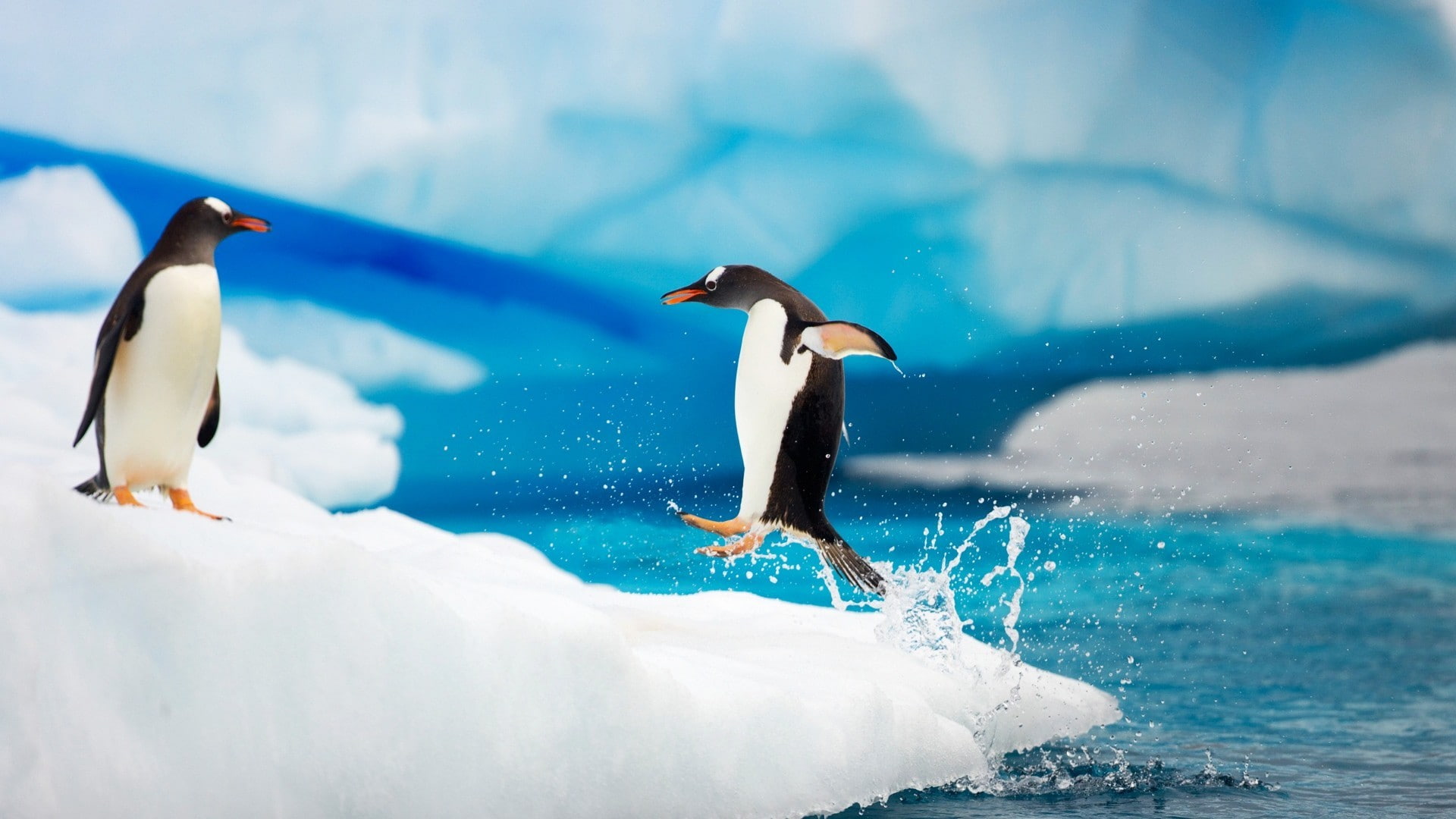 penguins, outdoors, animal themes, water, 1080P, vertebrate, group of animals, penguin, side view, animals in the wild, two animals, day, beauty in nature, HD Wallpaper
