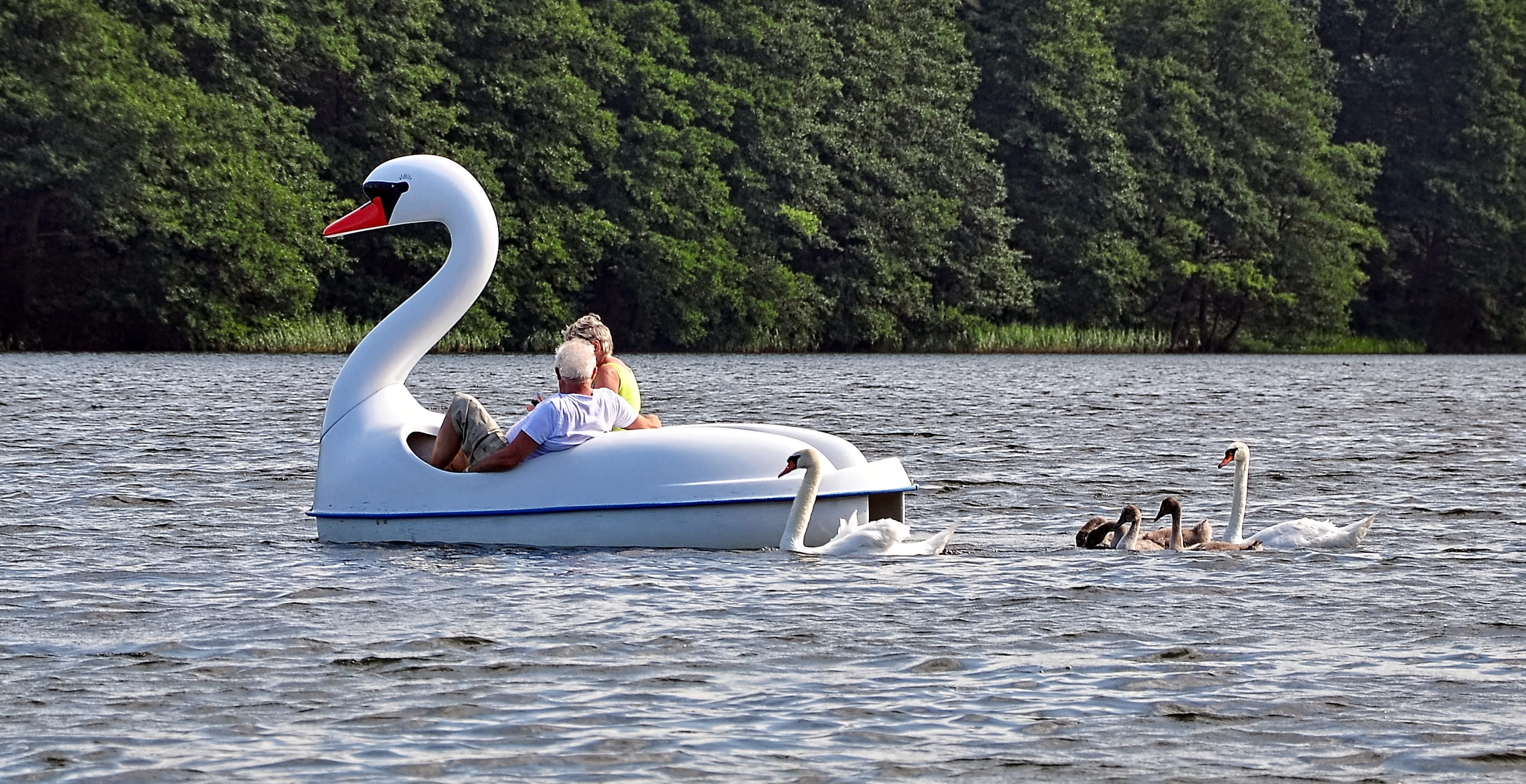 two, riding, lifestyles, leisure activity, pedal, boat, pond, wild birds, bird, people, water, nature, birds, a joke, luring, women, 2K, outdoors, men, HD Wallpaper