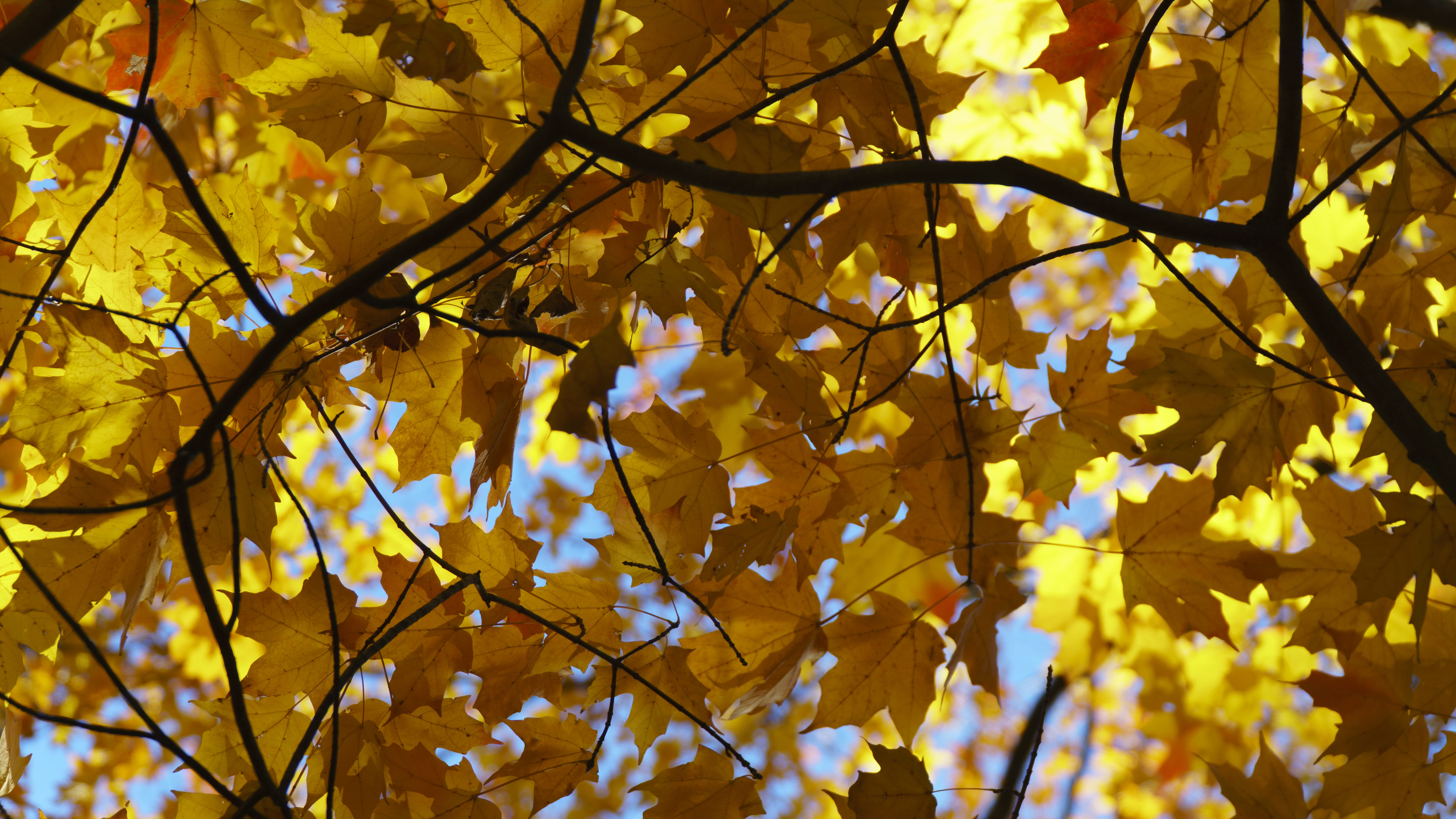 change, no people, focus, plant part, yellow, nature, leaf, low angle view, contrasat, leafed, maple leaf, 5K, fragility, branch, autumn collection, growth, HD Wallpaper
