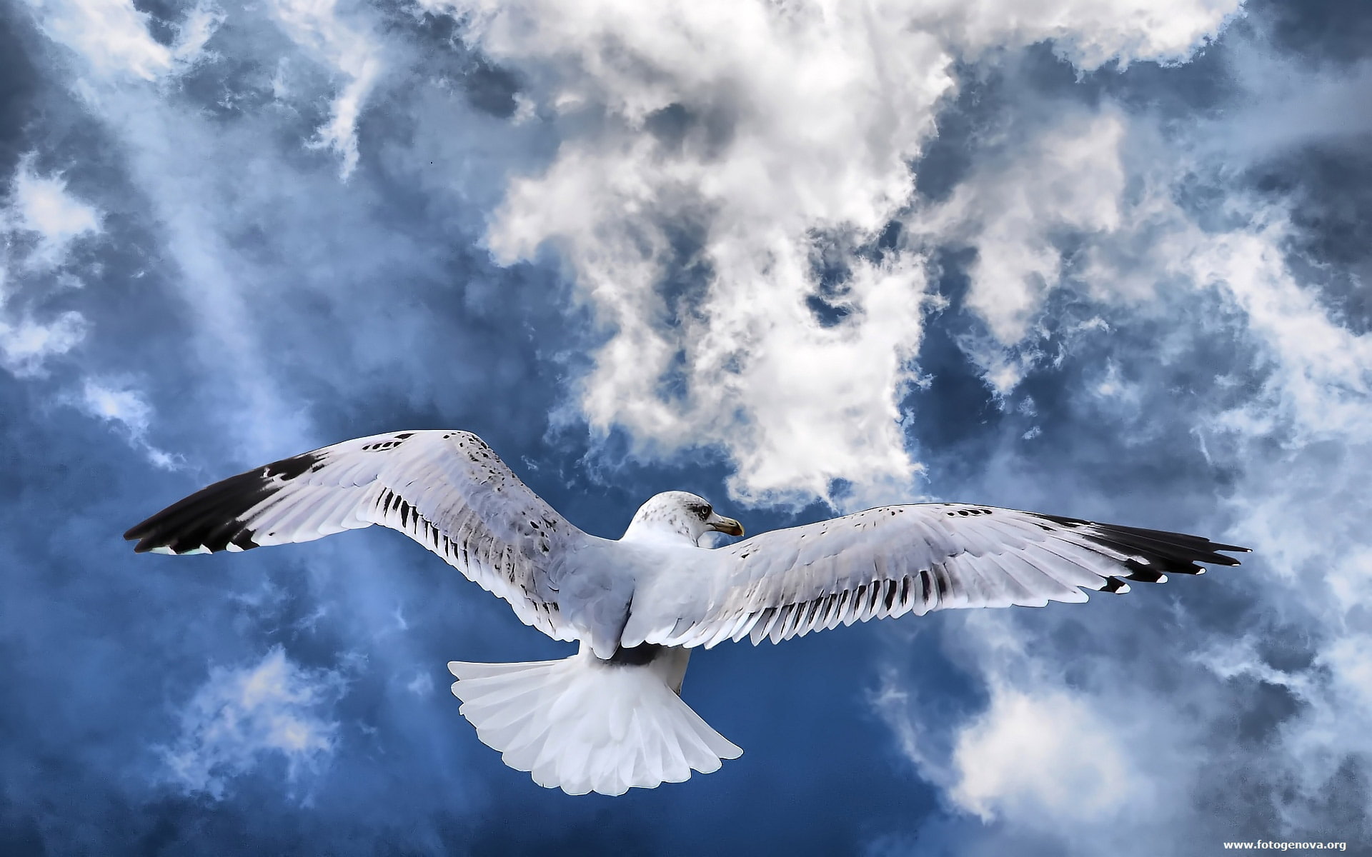 hd, creative, 1080P, widescreen, bird, fotogenova, graphics, creative and graphics, HD Wallpaper