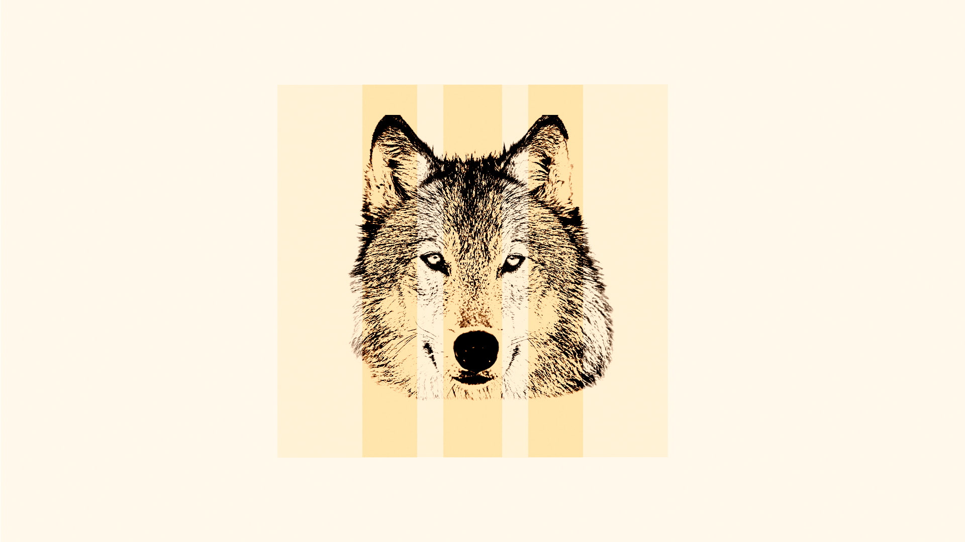 pets, one animal, animal themes, animal, wolf, portrait, mammal, indoors, looking at camera, 1080P, white background, close-up, studio shot, animals, canine, HD Wallpaper