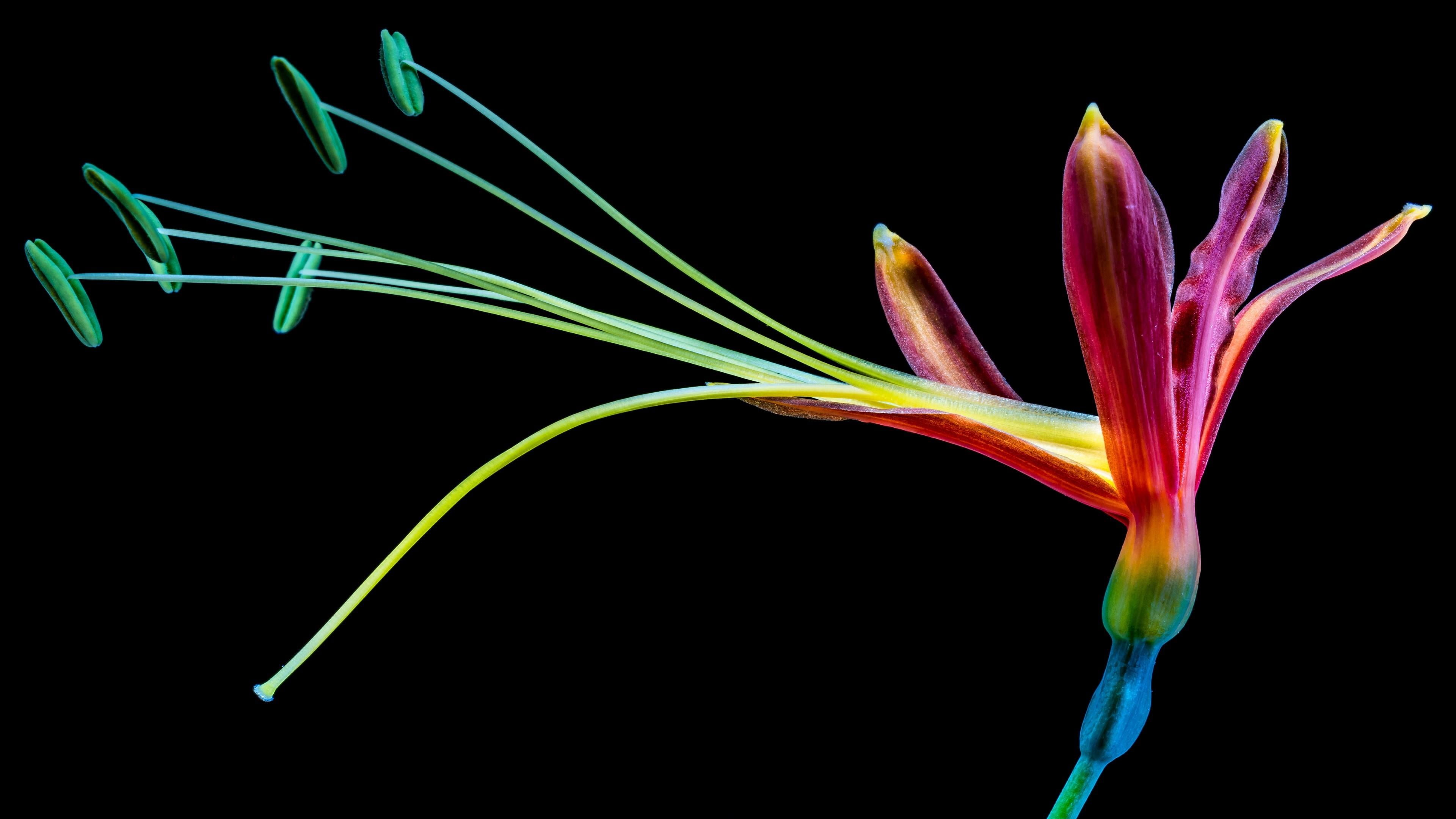 flower head, green color, graphics, flower, multi colored, growth, no people, nature, fragility, digtal, art, petal, close up, 4K, outdoors, plant stem, HD Wallpaper