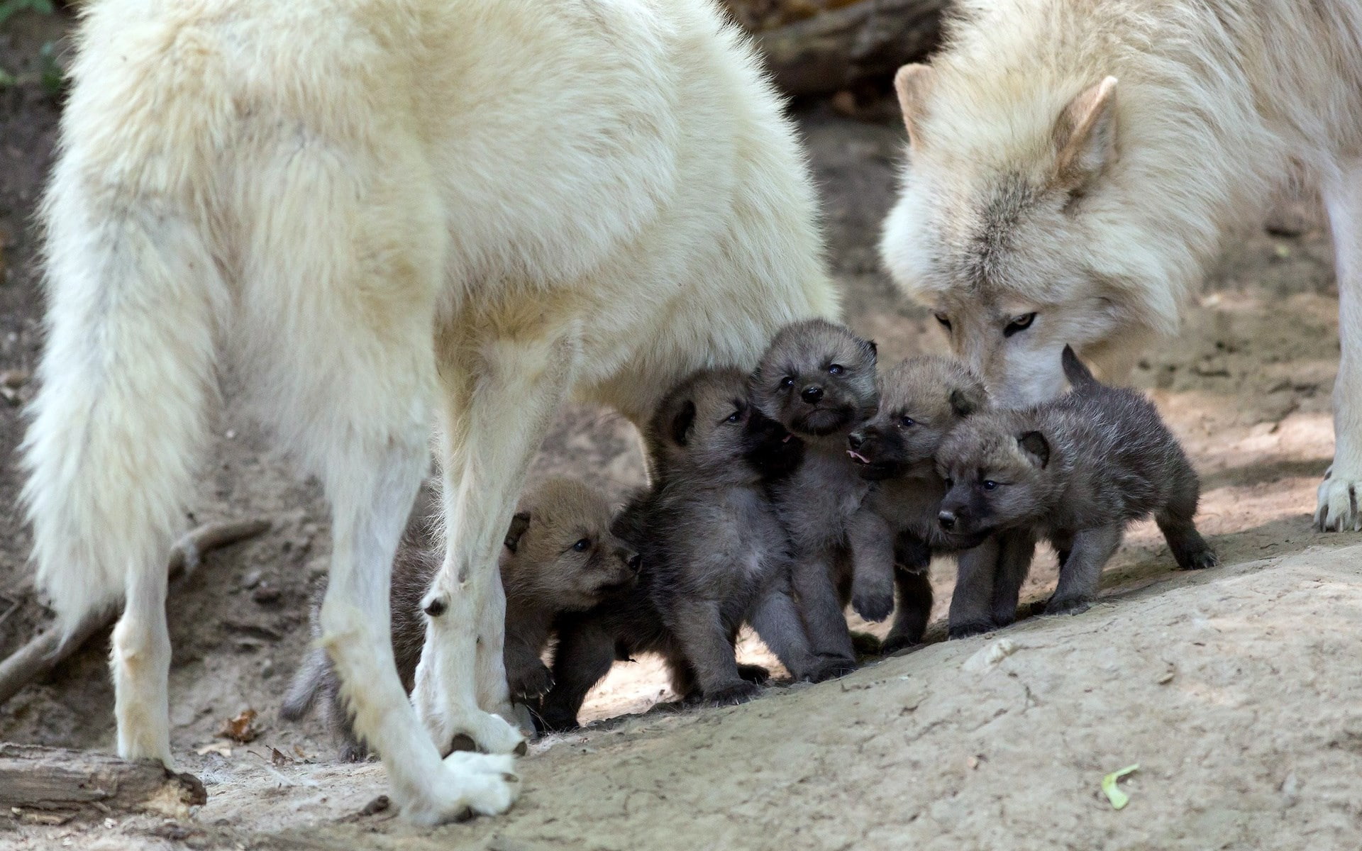 animals in the wild, animal, wolf, mammal, day, domestic, togetherness, pets, vertebrate, 1080P, animal wildlife, three animals, no people, animal themes, HD Wallpaper