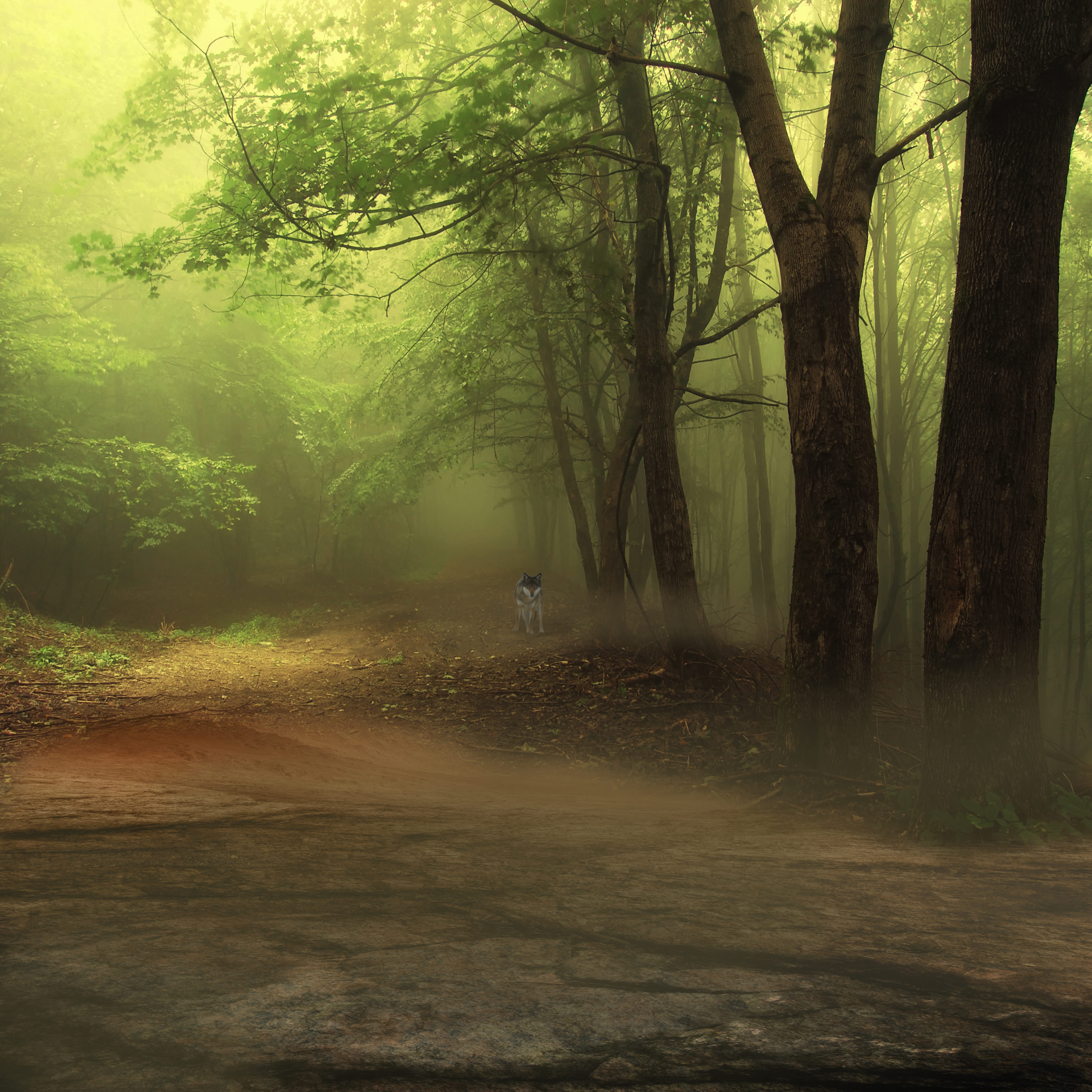 foggy, beauty in nature, outdoors, tall, transportation, tree, nature, forest, land, road, white, wolf, 4K, dirt road, near, black, woodland, composing, Phone HD Wallpaper