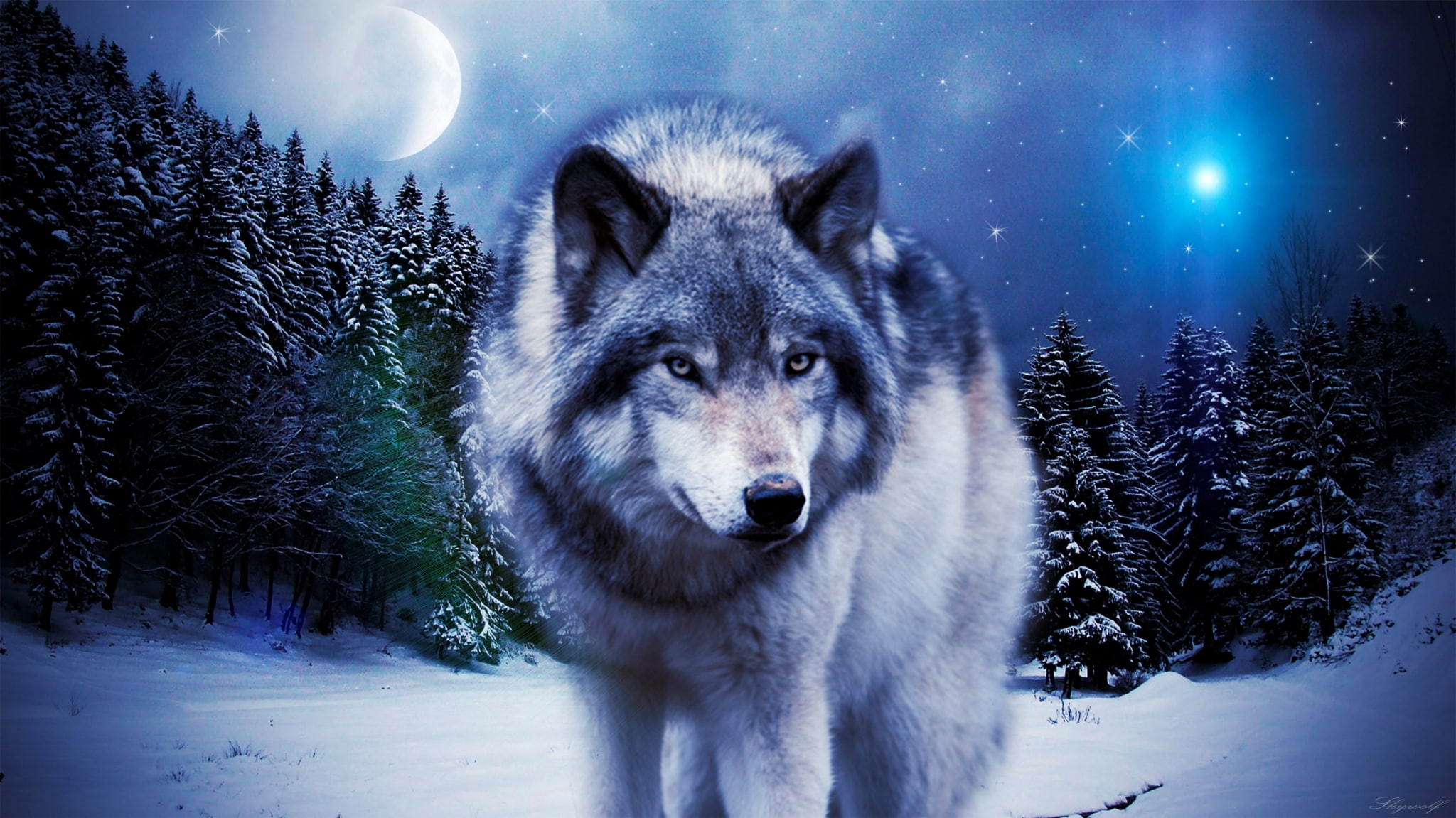 wolf picture images, animals in the wild, snowcapped mountain, wolf, animal wildlife, 1080P, snowing, no people, canine, dog, portrait, nature, domestic, HD Wallpaper