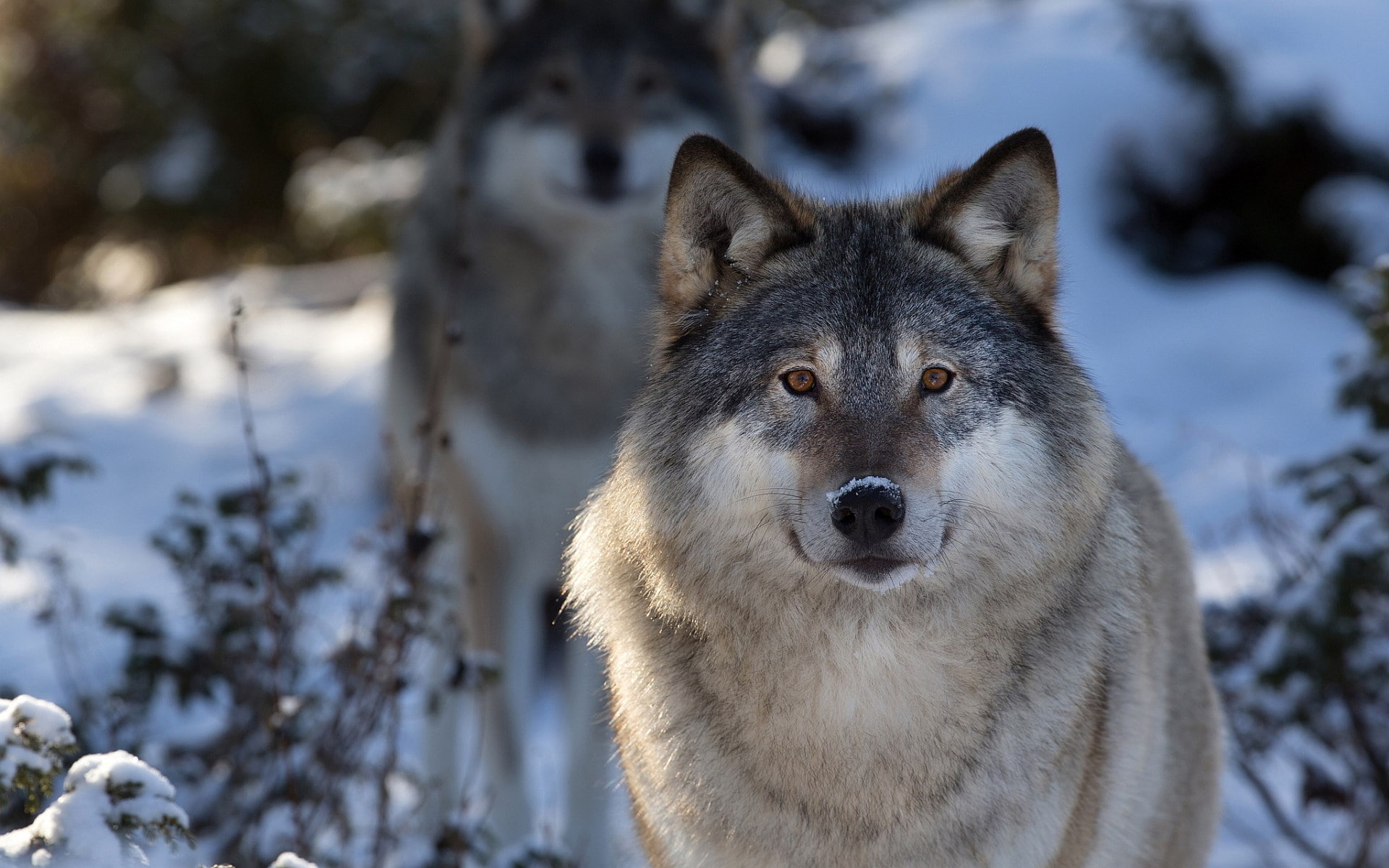 one animal, nature, animal wildlife, animals in the wild, 1080P, canine, animal head, animal themes, animal, winter, dog, close-up, mammal, snow, outdoors, HD Wallpaper