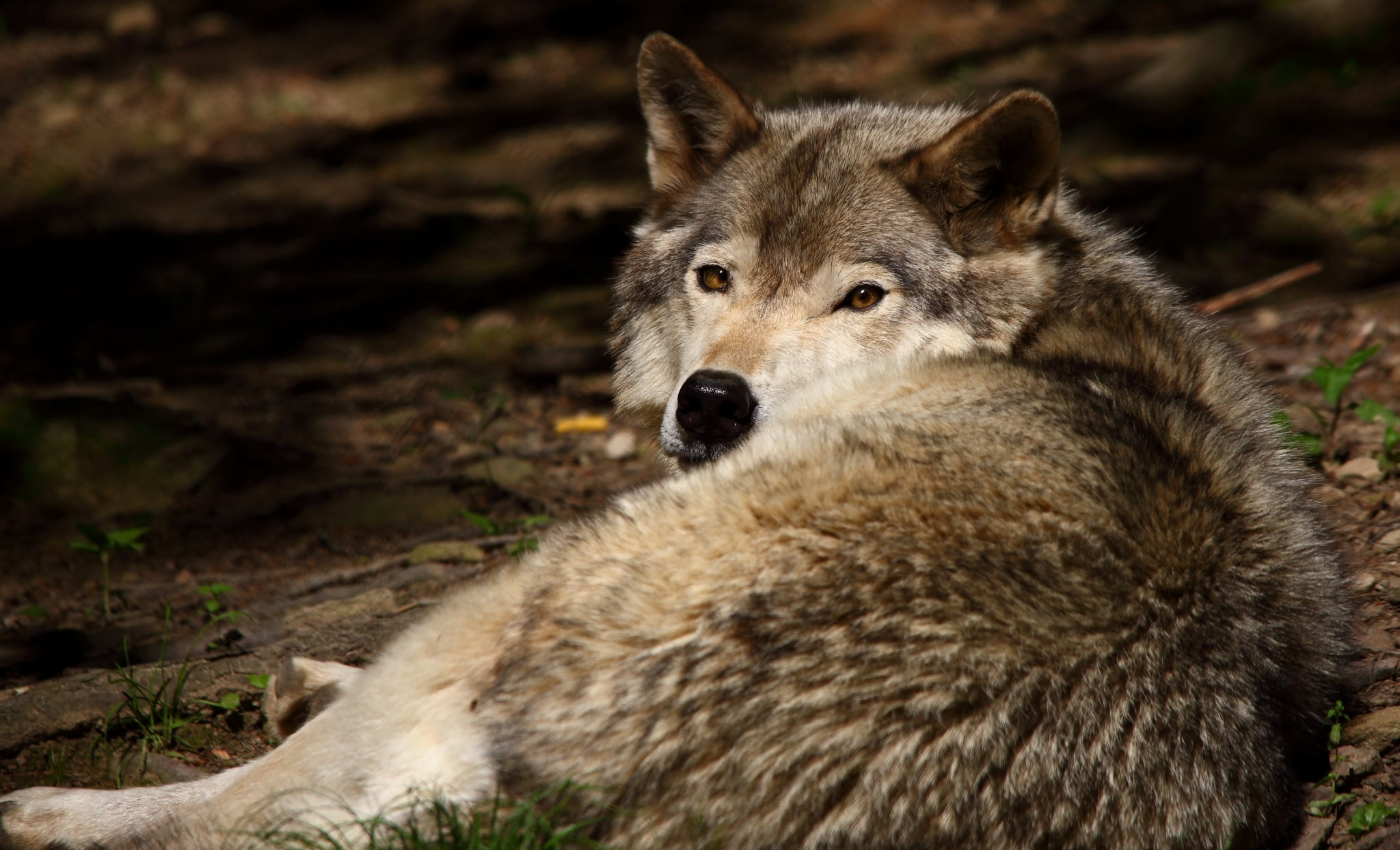 animal wildlife, focus on foreground, animals in the wild, snout, looking away, animal themes, portrait, land, animal, day, animal body part, vertebrate, HD Wallpaper